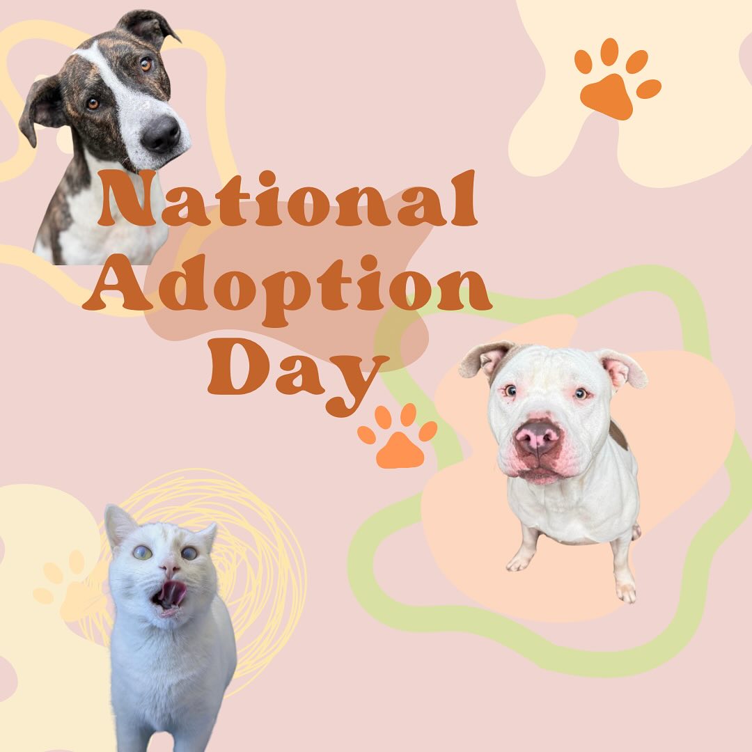 It’s National Adoption Day!
These adorable faces are waiting patiently for their forever homes with the help of local shelters 🏠 🤍
Thank you to our shelter workers, fosters, and volunteers who continue to work tirelessly as we approach the end of the year. ⭐️
Remember to keep them in mind this holiday season!
Conveniently someone got their paws on Amazon and made their wishlist for you!🎁
(they even linked it in their shelter’s instagram bio!🐱🐶)