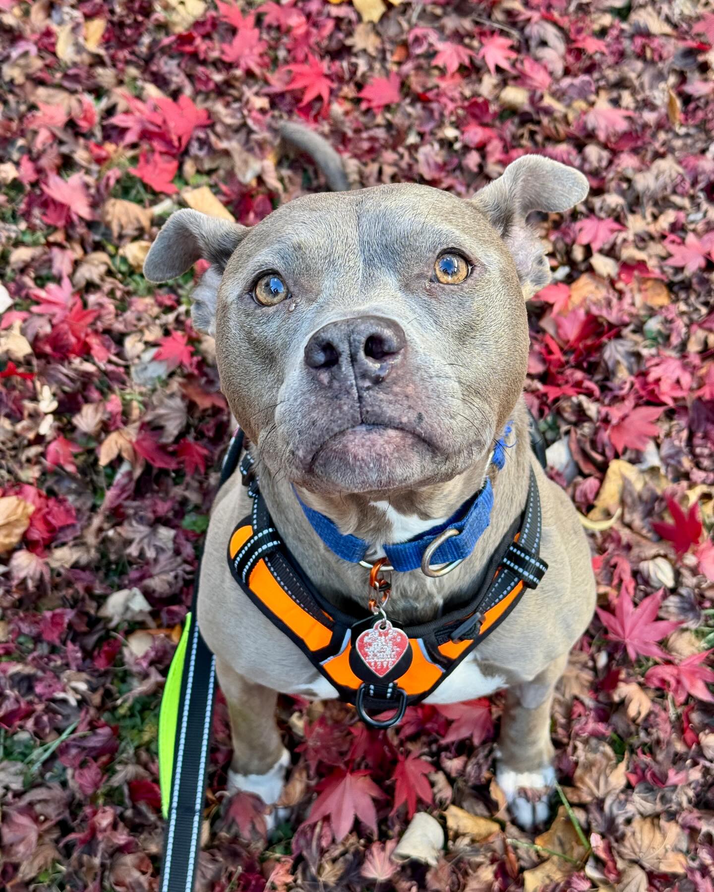 Beautiful Blue. 🥰🥰
#bullbreed #blue #fallcolors #redmaple #beautiful #delaware #delawaredogs #delawareofinstagram
