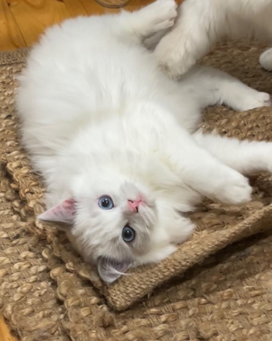 Swipe to see Patches’ journey 🐾💕
Thank you Amy for choosing us and supporting ethical breeders. We can’t wait to see more of your furbaby 🥰
#floofoftheday #dailyfloof
#catsofmelbourne #ragdollsmelbourne #melbourne #australia #ethicalbreeder #ragdollbreeder #cute #fluffy #cat #kitty #kitten #catsofinstagram #kittensofinstagram