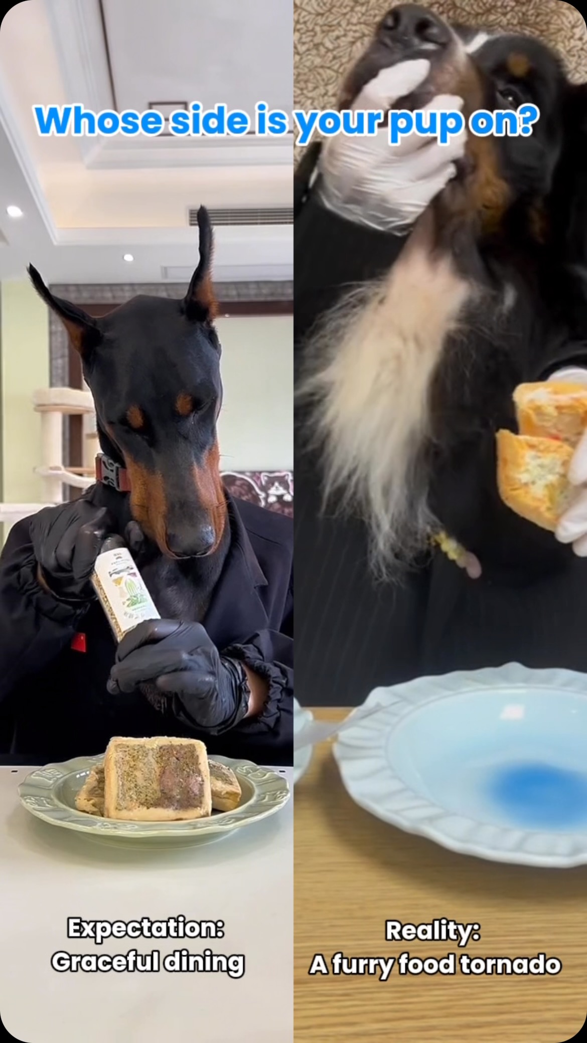 Expectation: Graceful dining. Reality: A furry food tornado. 🍽️🐾 Whose side is your pup on?
#dogoftheday #doglover #dogsofinstagram #doberman #bernesemountaindog #puppy #puppylove #dogmom #puppies