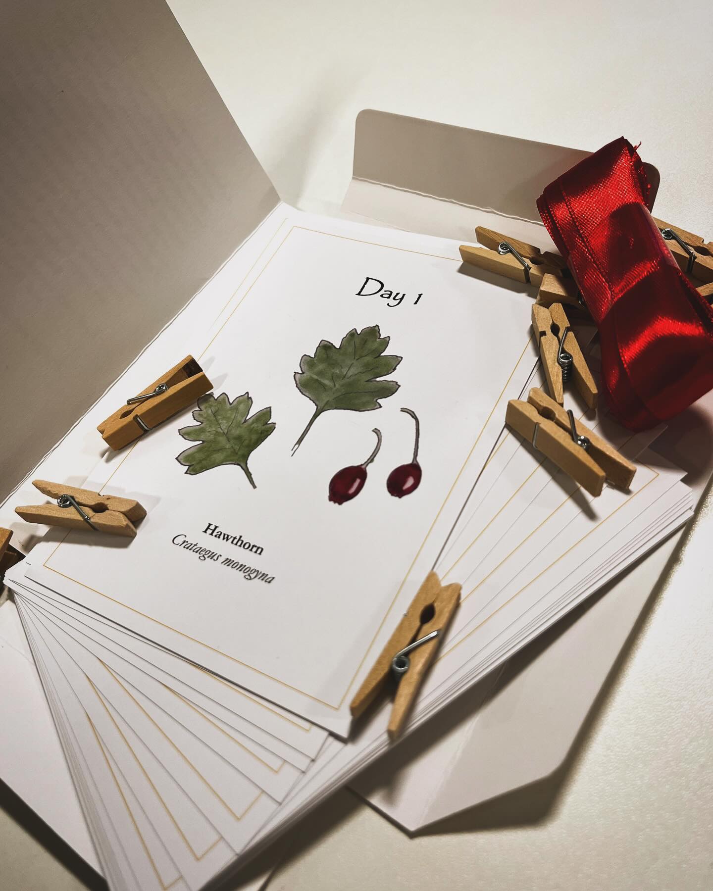 They’re finally here!!! My Forager’s Adventure Recipe Cards are arriving today and are now available through my website www.nevermindtheburdocks.co.uk/category/all-products (copy link) and with postage to suit, whether you want them asap for the beginning of December or as a Christmas gift for a loved one!
In the packs are 24xA6 recipe cards plus ribbon and pegs to hang them up. I hope you enjoy them and they put you in that ‘hygge’ frame of mind ready for Christmas! #forage #forager #foraging #forageuk #loveplants #nature #uk #cornwall #wildfood #wildfoodlove #eatyourgreens #christmas #winter #season #recipe #recipes #recipecards #advent #adventcalendar #unique #uniquegifts #stockingfillers