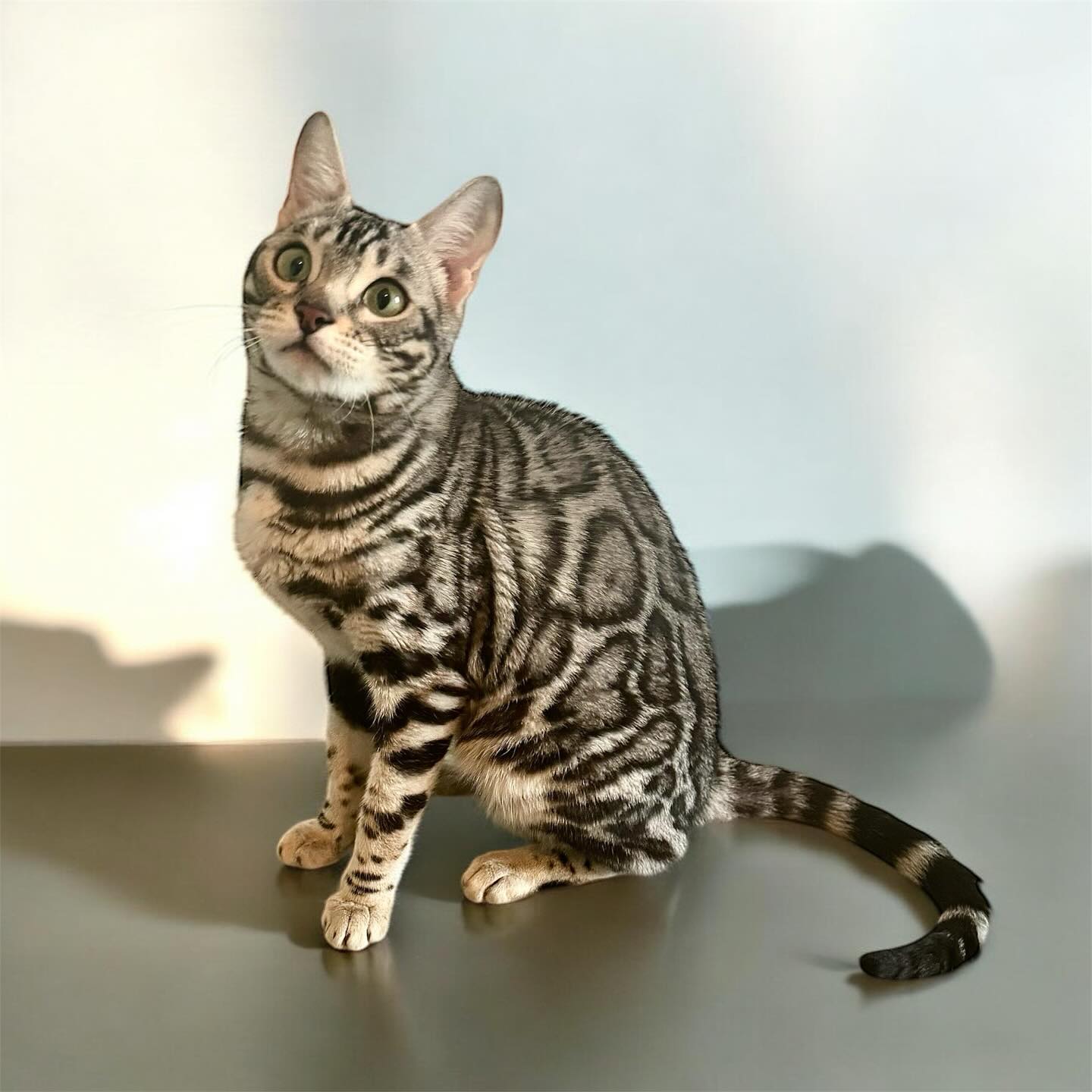 Introducing Praslin Zari of BigHeartBengals, our new Queen from the Netherlands 🩶
•
•
•
#bengal #bengalcat #bengalkitten #bengalbreeder #tica