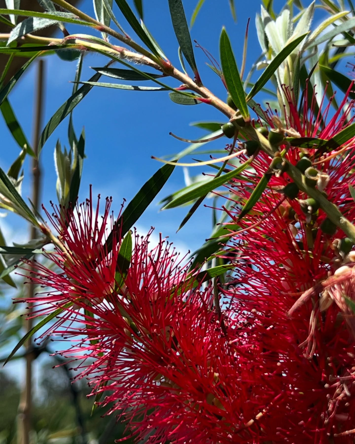 The Bundameer team has been working hard this week sending out huge orders to our trade sites @plantmark and our Victorian @bunnings stores 💪🌿💚
In amongst the usual business we’ve also been prepping for @ngivictoria Trade Day coming up on Tuesday 3rd of December. We’ll be at our permanent stall D10 with a little festive cheer - so come say hi and check out our range.
Hope you all have a great weekend growing, gardening and getting in the Christmas spirit! 🎄❤️🎅
.
.
.
#australianlandscaping #wholesalenursery #morningtonpeninsula #landscapedesignideas