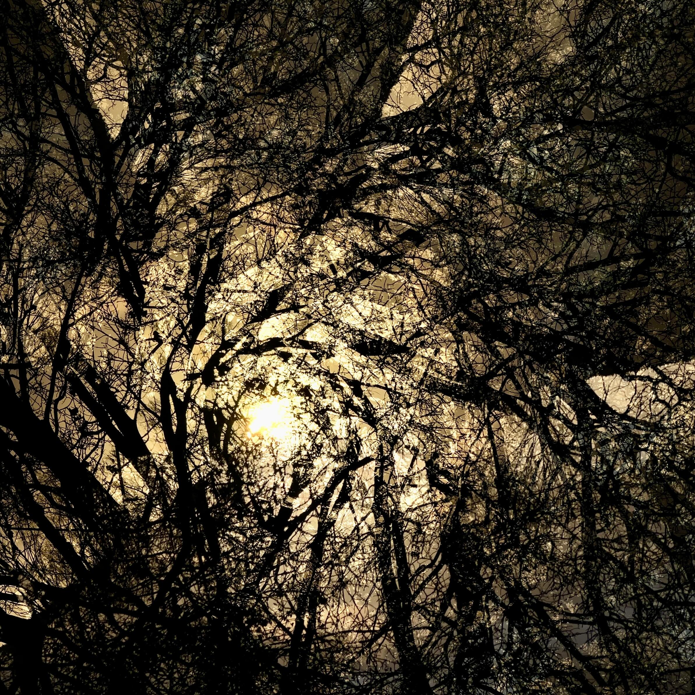 TOO MANY TREES … #multiexposure #mehrfachbelichtung #experimentellefotografie #sky #sunlover #mystery #visualart #incamera #nophotoshop #fineartphotography #abstractart #inmotion #experimentalphotography #motion #fineart #artography #camerapainting #sun #light #shadows #beauty #sunlight #celebrationoflight #ontheroad #sunset #trees #beautyofnature #driveby #drivebyshooting #cloudporn