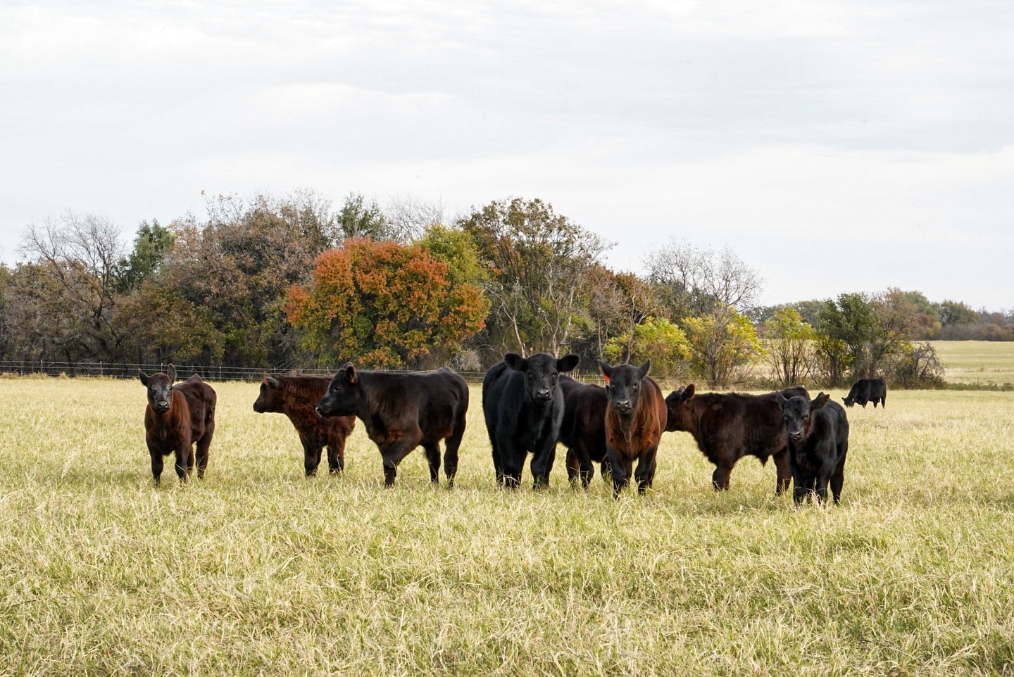 Happy Thanksgiving from our herd to yours 🤠