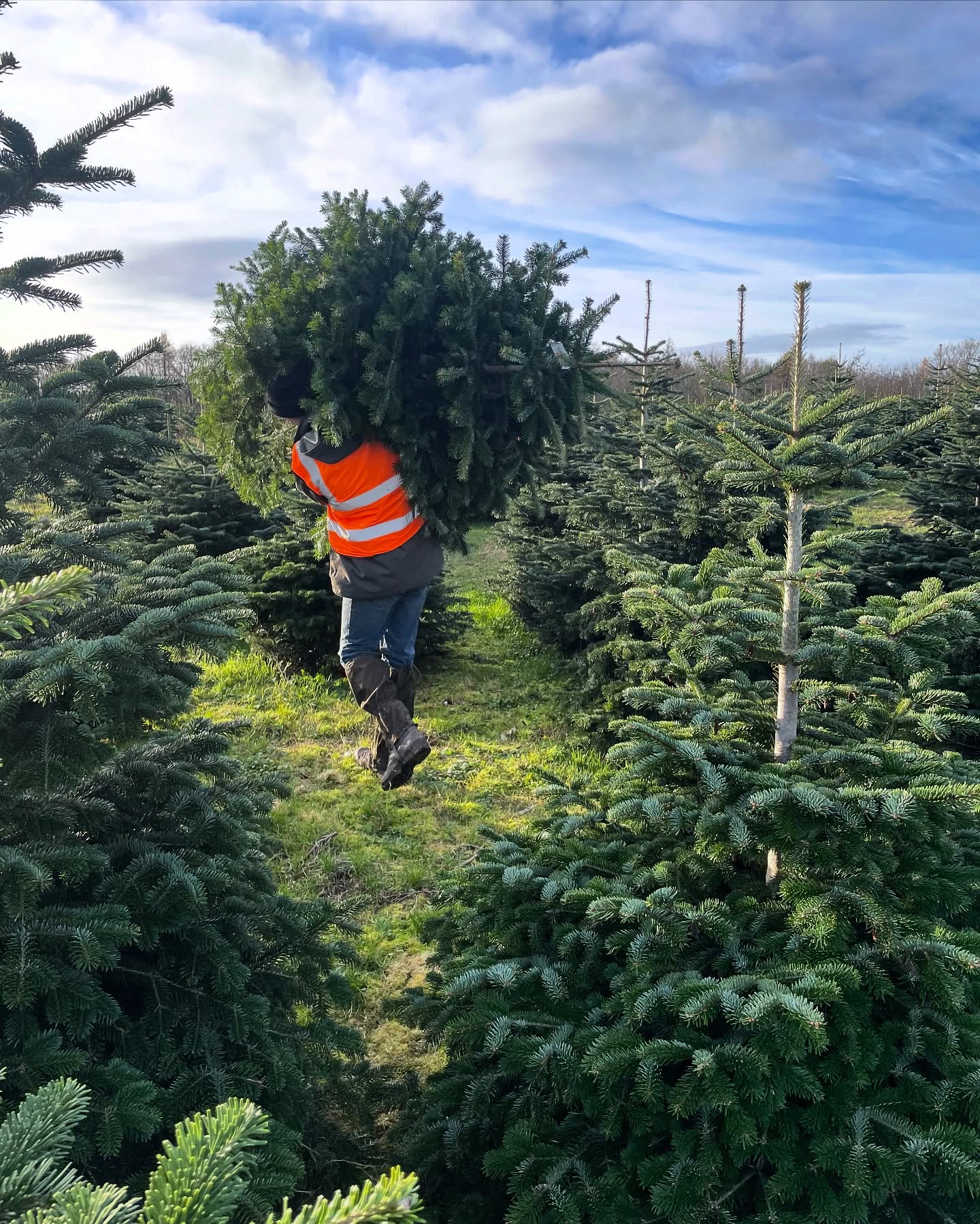 We’re open again this weekend 10.30am-3.30pm:
🎄Friday 29th November
🎄Saturday 30th November
🎄Sunday 1st December
📆 We still have some availability on the above dates, book online at durhamchristmastrees.co.uk
🌟 TREE PRODUCTS / SERVICES 2024 🌟
🎄PICK YOUR OWN plantation - Norway Spruce and Nordmann Fir.
🎪 Under shelter FRESHLY CUT Nordmann Fir 5ft+ (call to check availability on 10-15ft) & Christmas Tree stands will be for sale
🎄CLICK AND COLLECT - message us with your requirements and we can choose the perfect tree for you
🥾 Please remember to bring wellies or walking boots for visiting the PYO plantation
#outdooractivities #locallysourced #freshlycut #pickyourown #PYO #durham #christmastrees #northeast #durhamchristmastrees #heughhallfarm #smallbusiness #christmasiscoming #nordmann #fir #norway #spruce