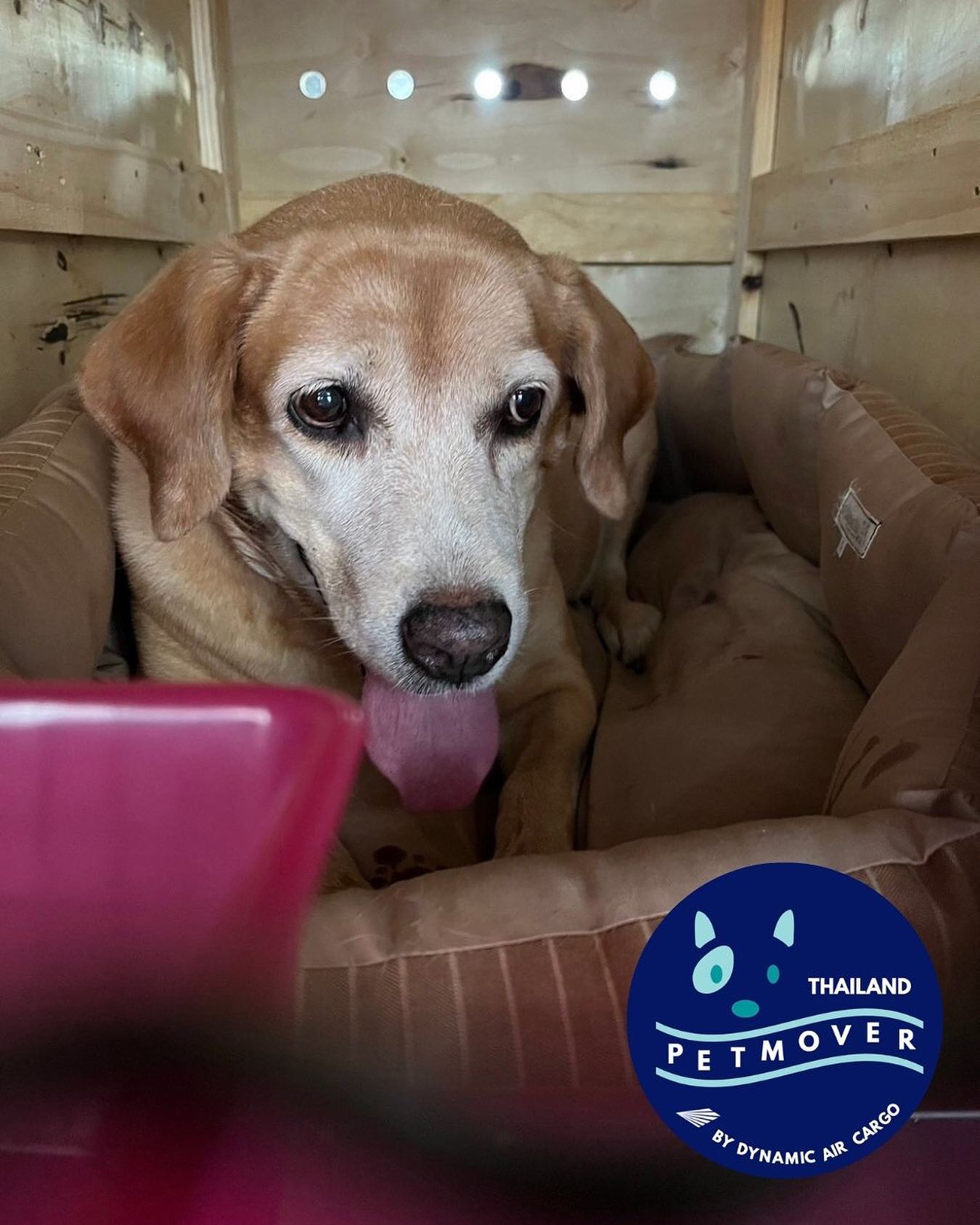🇹🇭 🛫 🇮🇩
Luna here spent a couple of nights with us after coming from Chiang Mai, then headed to her new home in Jakarta 🥰 She must have completed quarantine by now! Thank you for trusting our services.
——————————————————
🐶 Thailand Pet Mover
🐱 Where Pet Lover Meets Pet Mover
🐰 Inquire via LINE: @thailandpetmover
🐯 Or Email: service@dynamicaircargo.com
🐹 Our DMs are not monitored
🐷 A trade mark service managed by Dynamic Air Cargo, a member of IPATA and IATA.
——————————————————
Please make sure you contact direct to our customer service team
#bangkok #traveller #importer #exporters #animals #thailandpetmover #petrelocationservices #petrelocation
#animallovers #pet #petmoverthailand #petshipping #dynamicaircargo #thailandpetrelocation #petrelocationthailand
#worldwideshipping #petmover #petlover #cats #doglover #ขนส่งสัตว์เลี้ยงไปต่างประเทศ #หมา #แมว #ขนส่งสัตว์เลี้ยง #doglovers #dogs #pets #petboarding