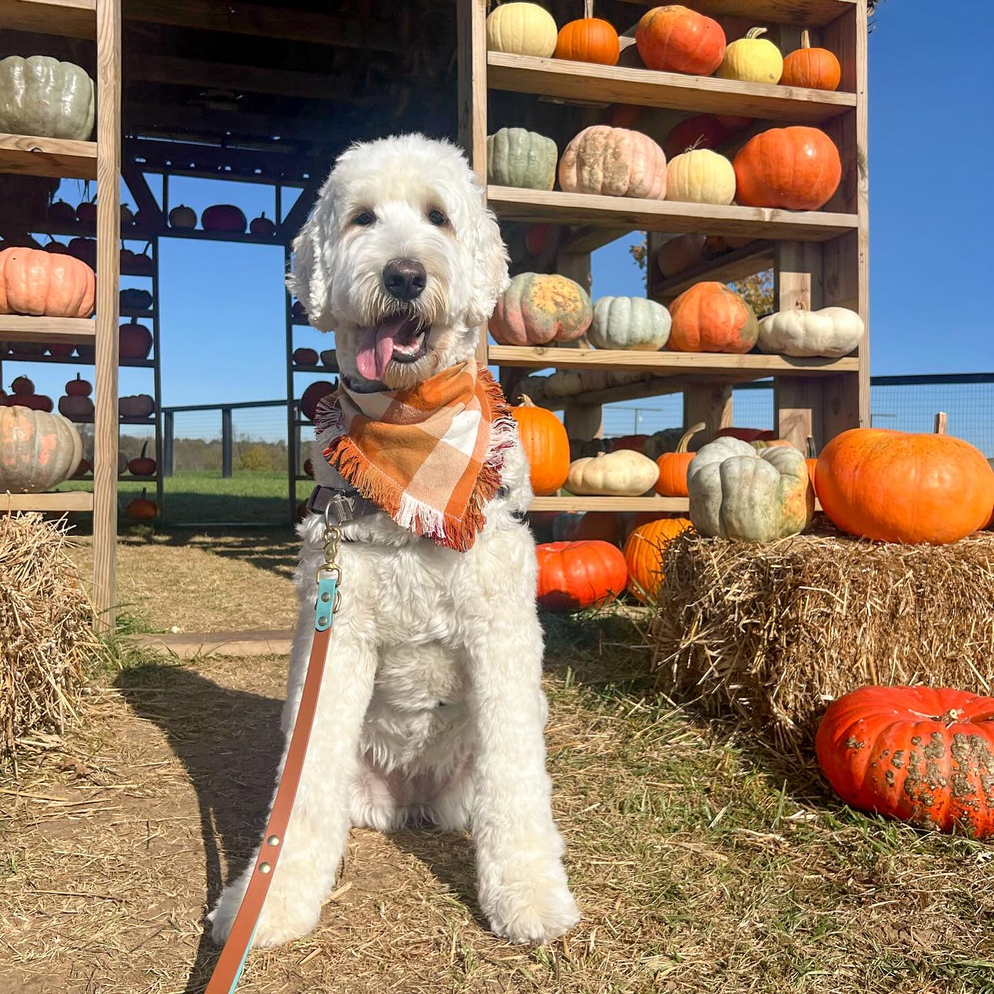 Happy Thanksgiving and Leash Day! 🦃
Celebrating the holiday with buy one leash get one 50% off AND buy 2 leashes get one free! This applies to any standard or hands free leash. You’re welcome to mix and match as well 🥰