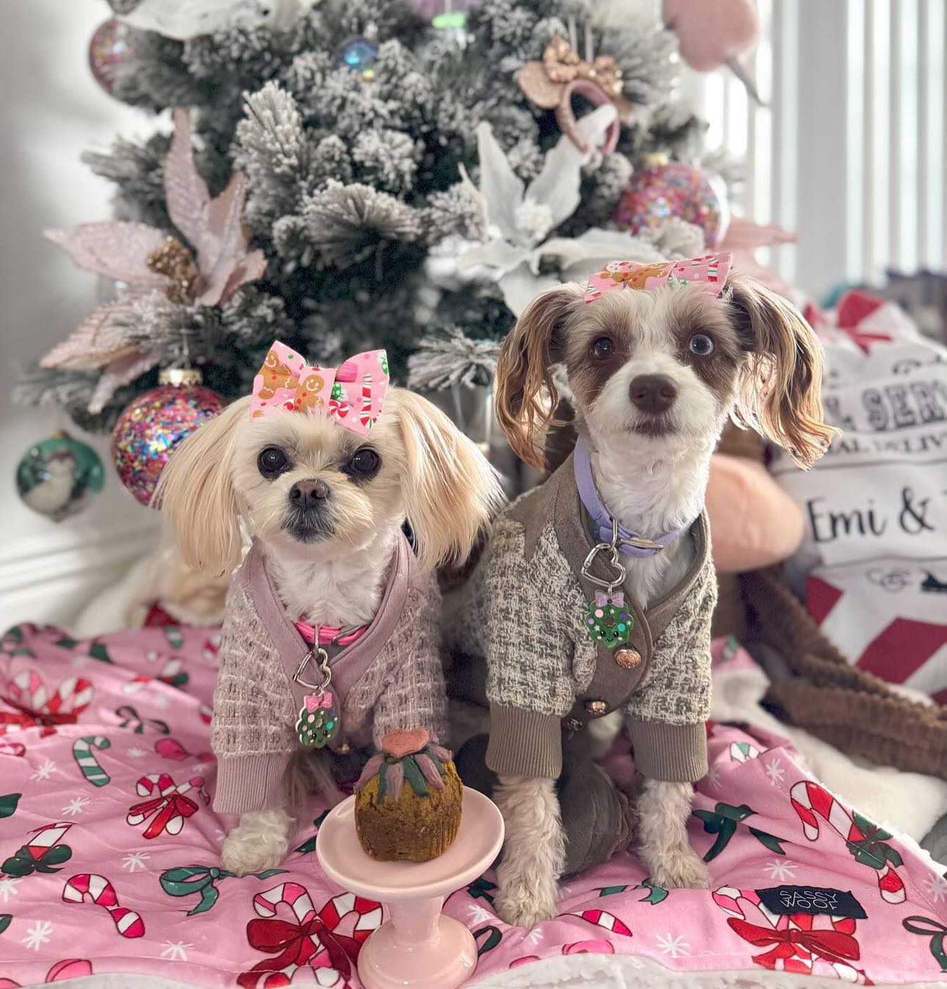@emi.and.jojo enjoying our healthy and sustainable Holiday Spice Pupcake ๐๐ถ (Packed in compostable materials โป๏ธ)
Made with Organic Pumpkin Puree, Hemp Seeds, Beet Power and Spirulina to give your pup a happy and healthy holiday season ๐
Order by DM or email info@doganic.com or visit @rororiri_official at @stanfordshop ๐
๐ผ๐ง๐ผโ๐
Only available in San Francisco Bay Area