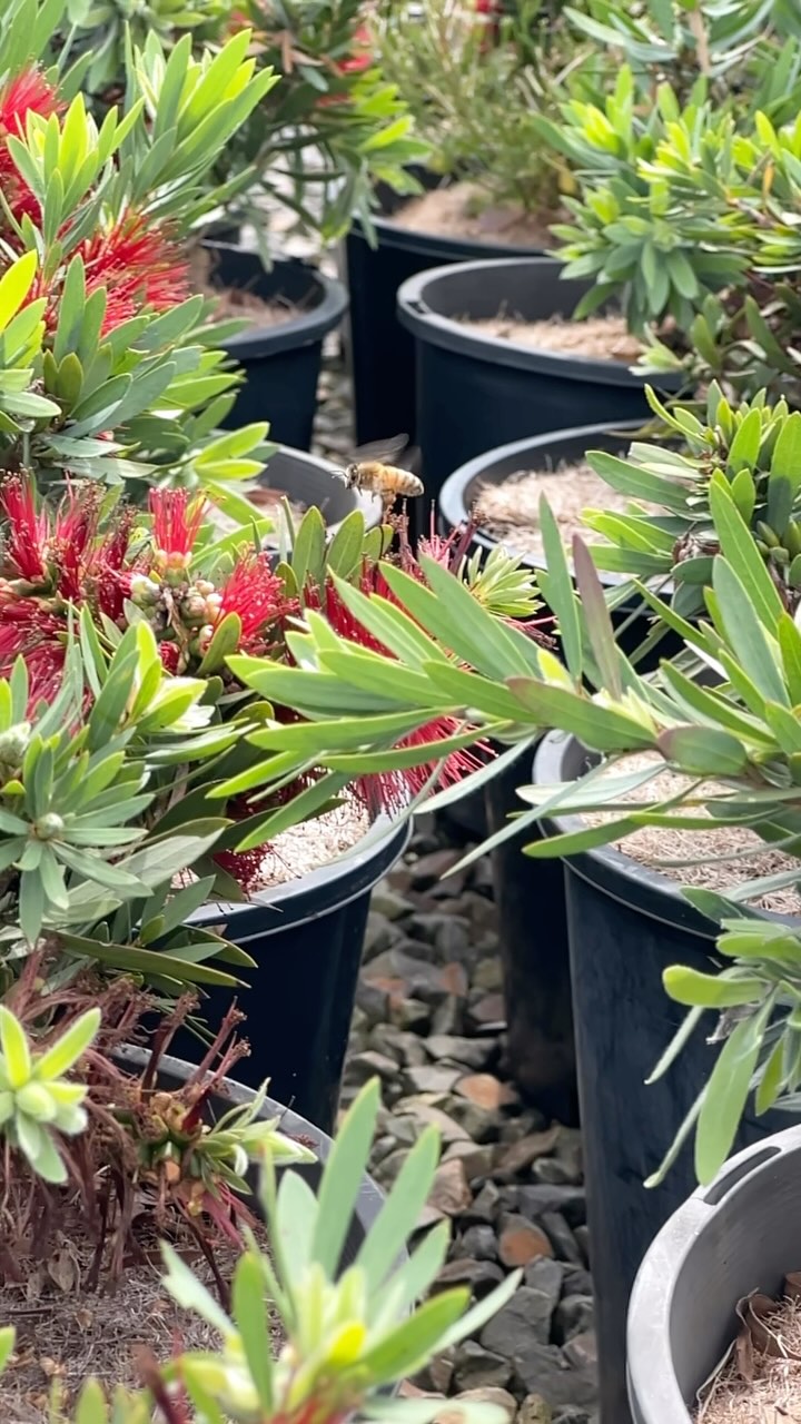 Hold on! These ‘Little John’ Callistemons are buzzing their way into our Plantmark trade sites this week 🥰🐝
That’s Wantirna, Werribee, Thomastown and Langwarrin!
As you can see they are pollinator friendly, with beautiful red flower brushes! They are a dwarf variety perfect for low hedges, rockeries or even container gardens.
Get yours now 🙌🏻
.
.
.
.
#wholesaleplants #australiannursery #plantgrowersaustralia #pollinatorgarden #australiannativeplants