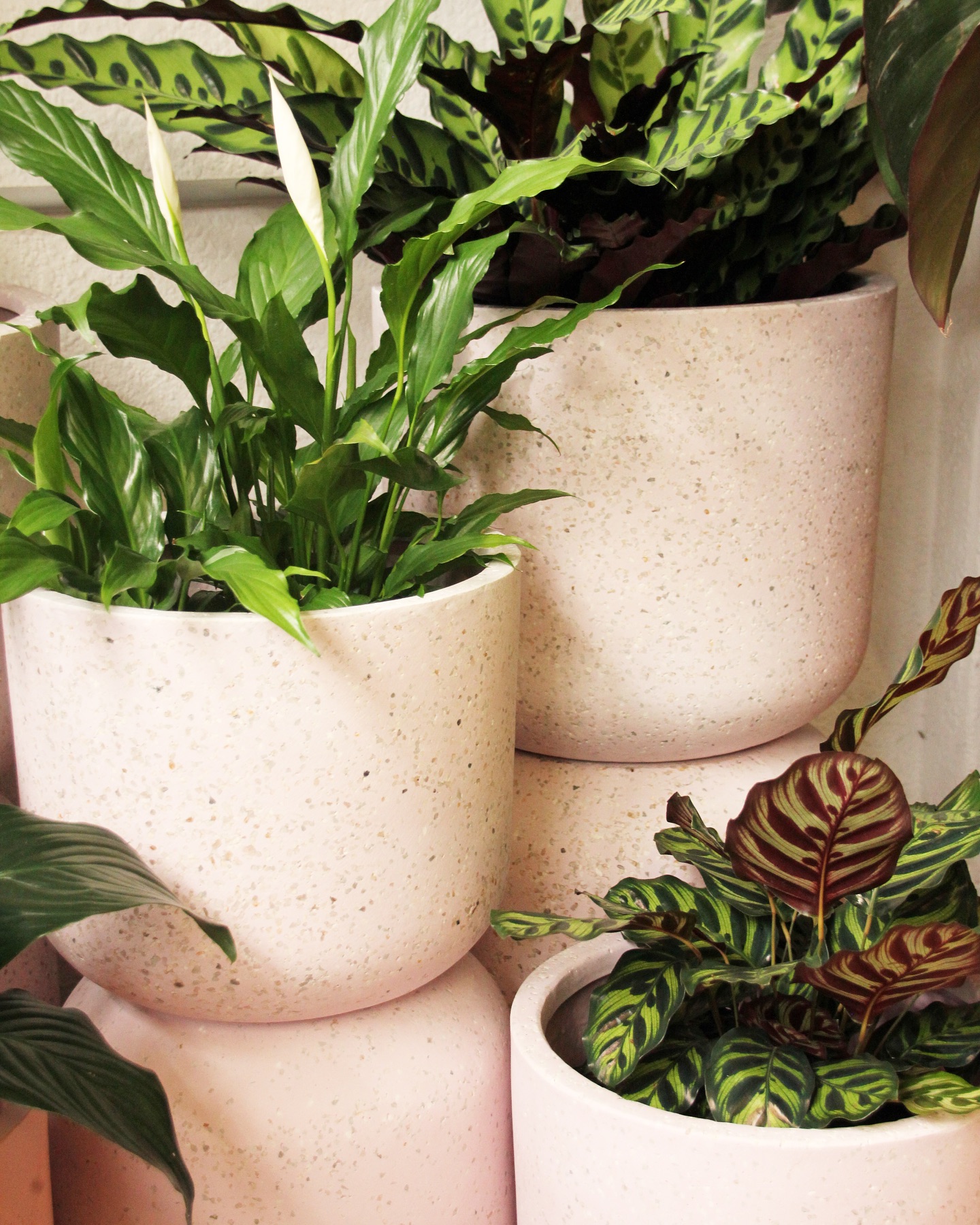 Our range of lightweight fibreglass @onthesidehome pots make the perfect cover pot for your indoor plants but are also resilient and strong enough for outdoor use. There’s a range of colours, shapes and sizes to choose from so you can be sure to get just the right match for your plant 🌿🍭
#shoplocal #lygonstreet #nursery #ontheside #pots