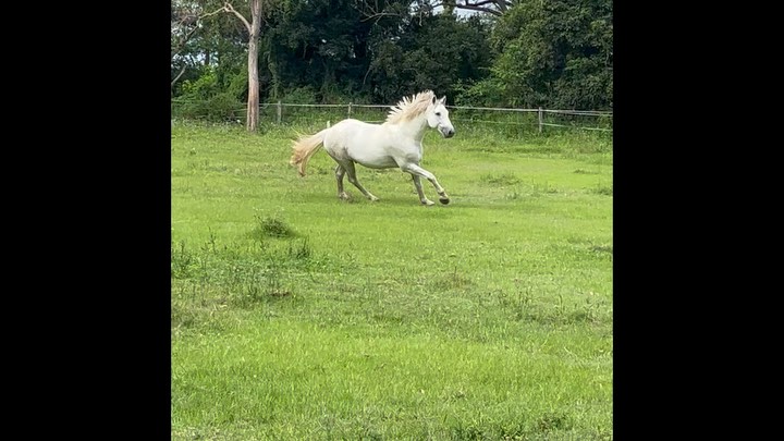 Powerhouse Irish Draught stallion Cushavon Kalin Ri feeling his oats☘️