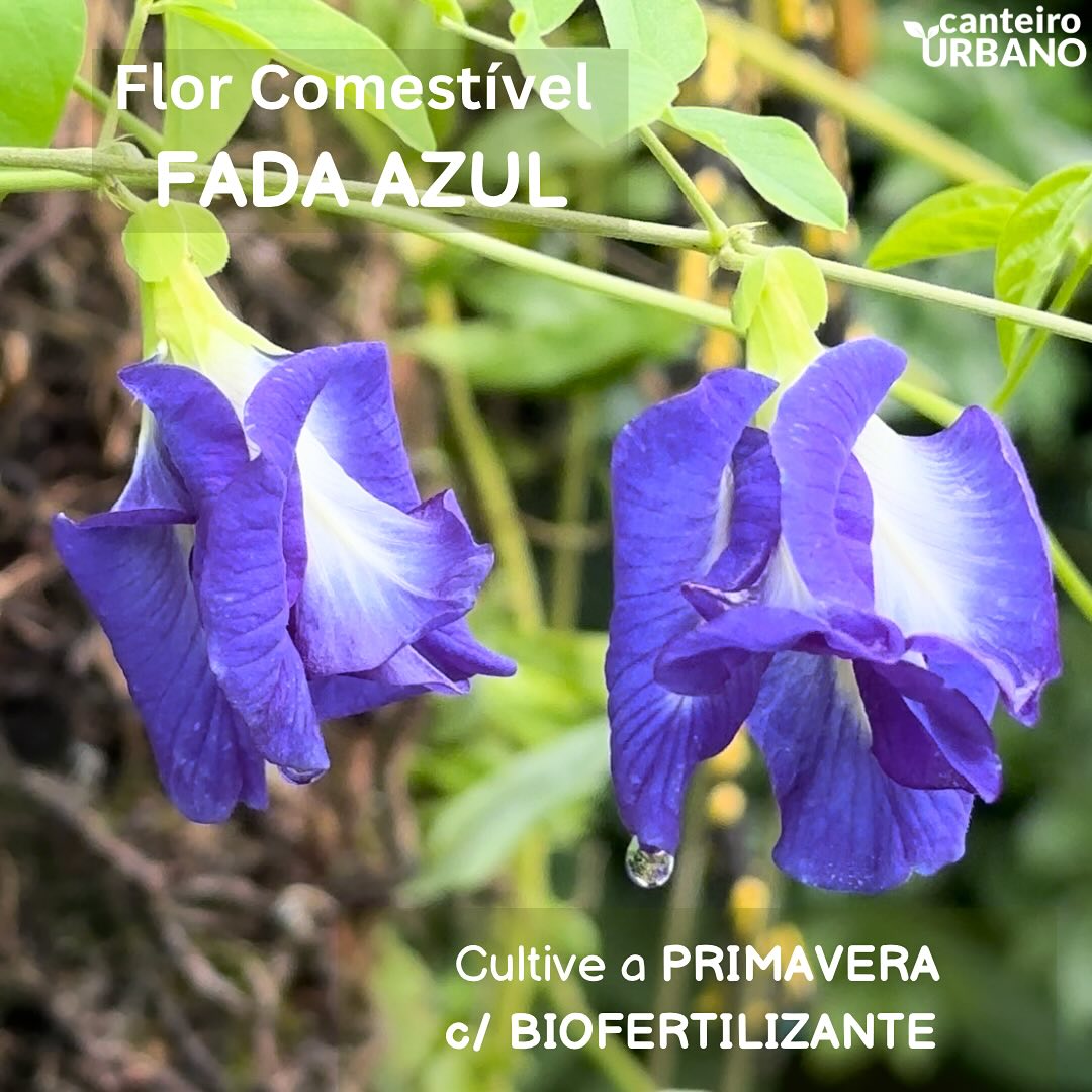 A princípio ficamos encantados ao saber que a Fada Azul era um corante azul comestível. Havia algo de mágico em cultivar uma flor linda no quintal e preparar arroz azul, pão azul, biscoito azul, bolo azul, sorvete azul, molho azul, chá azul, refresco azul,drink azul. Um universo gourmet todo azul e com propriedades terapêuticas comprovadas em estudos, rica em flavonoides, antocianinas e antioxidantes. Nossa paixão pela fada azul aumentou depois que visitamos uma Ecovila e trouxemos mudas da fada azul dobrada. De forma intuitiva começamos a decorar nossa água de beber com suas flores, a princípio era uma brincadeira de beber água azul, mas logo percebemos que estávamos bebendo a vibração energética da Fada Azul, é exatamente desta forma que os remédios vibracionais das flores são feitos, com a flor imersa em água. Ficamos maravilhados com o que estávamos experienciando observando as borbulhas lindas vibrantes se desprendendo das flores para a água. Agora vem a melhor parte, notamos que ao beber a água da fada azul de forma contínua, aflorava um feminino bonito, sensual, leve, reconquistando um rebolado que muitas vezes foi perdido ao longo da vida. Há algo muito encantador e mágico entorno desta flor de formas femininas, seu nome cientifico Clitória Ternatea, já nos dá a dica de sua personalidade sensual e afrodisíaca e de beleza única.
No quintal Canteiro Urbano a Fada Azul tem lugar de destaque, é uma trepadeira cultivada a meio sombra e com regas frequentes do biofetilizante diluído em água, receita certa para se obter flores de forma continuada, ou seja vai ter sempre flor da fada azul para suas águas de beber e seus experimentos na cozinha.
Nós do canteiro urbano queremos um mundo mais florido, mais belo e mais Vivo, por isto partilhamos nossas histórias e motivamos vocês a florirem suas vidas