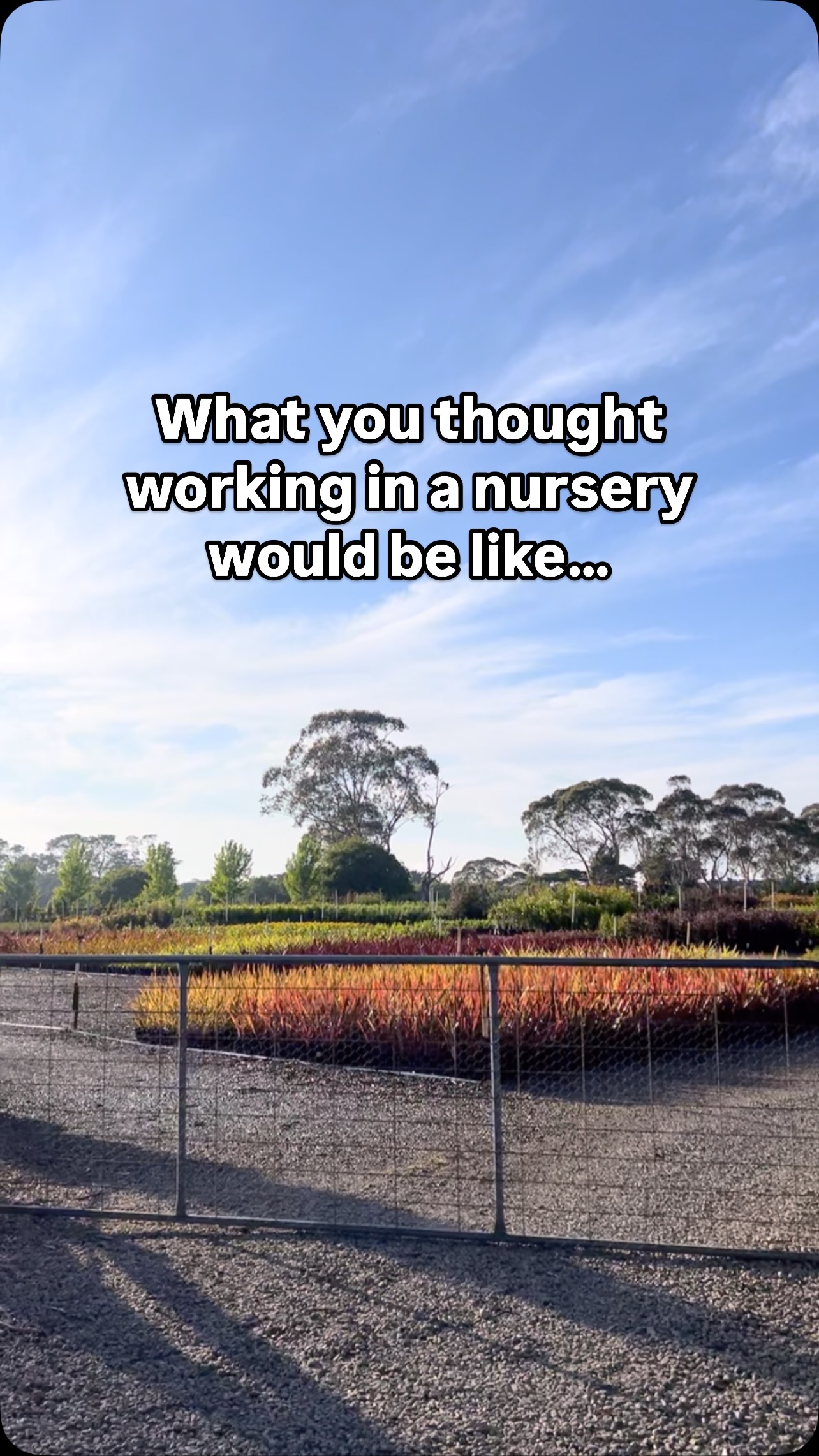 Expectations vs reality 🤣💚🌿
There’s so much manpower and industry behind all the beautiful plants here at Bundameer.
From stunning mornings of birdsong to the blaring sounds of machinery, everything comes together to produce and provide quality wholesale plants for our stockists and customers.
We absolutely love what we do!! 💚
.
.
.
.
.
#australianlandscaping #plantnursery #wholesaleplantnursery #morningtonpenisinsula