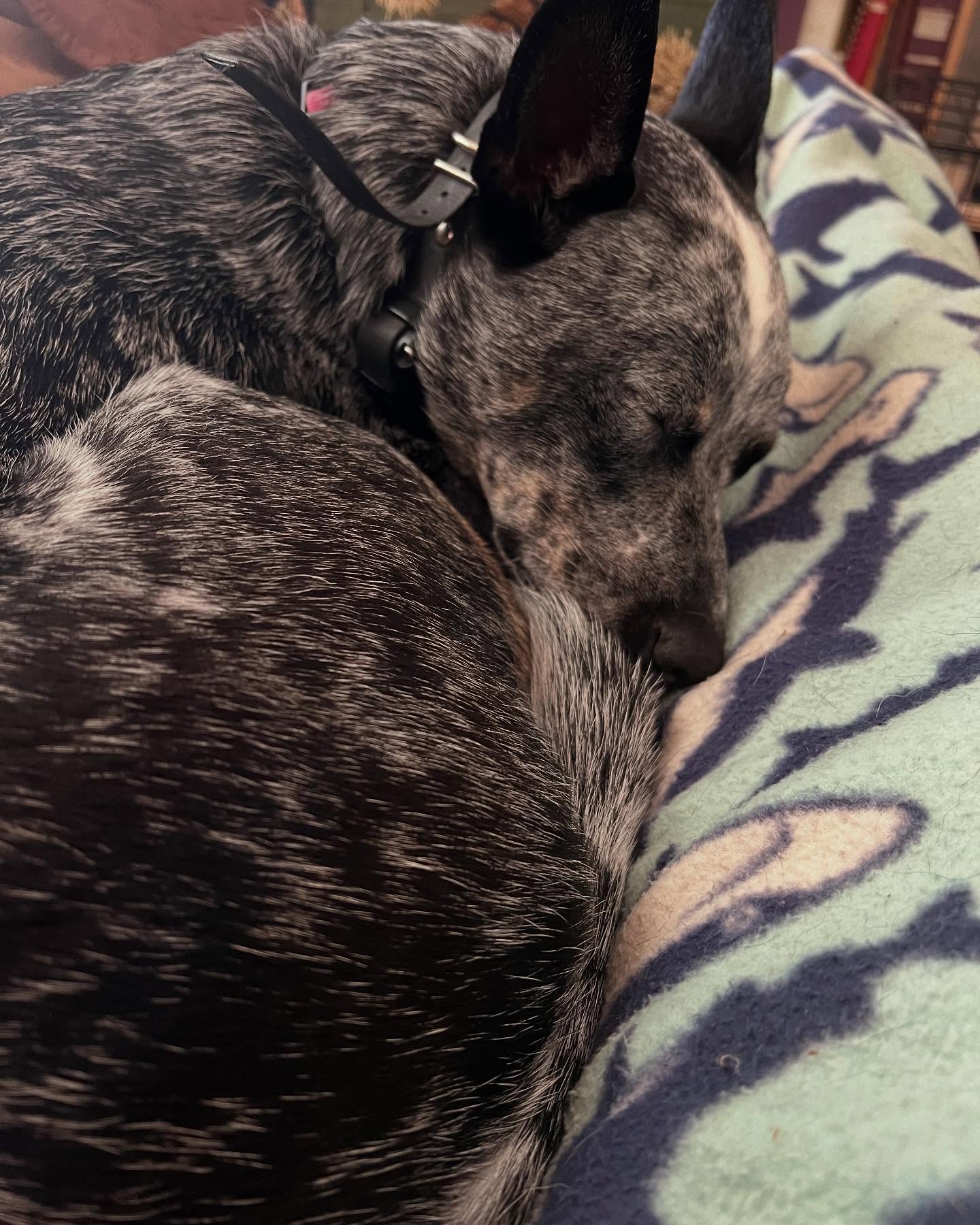 It may be cold outside but you can shop our online store from the comfort of your home! It’s small business Saturday and our “sale” is that prices are the same through the end of the year! Alas I have to raise them a smidgeon in 2025 to continue fairly paying the sewists! But know your money is well spent- everything is handmade by people in MD, PA and VA.
Pic for tax!
#mdrf #mdrennfest #marylandrenaissancefestival #renaissance #renaissancefestival #qheart3 #garb #renaissancecostume #costumeshop #dressforthyself #everyonecanbeaprincess #smallbusiness #smallbusinesssaturday