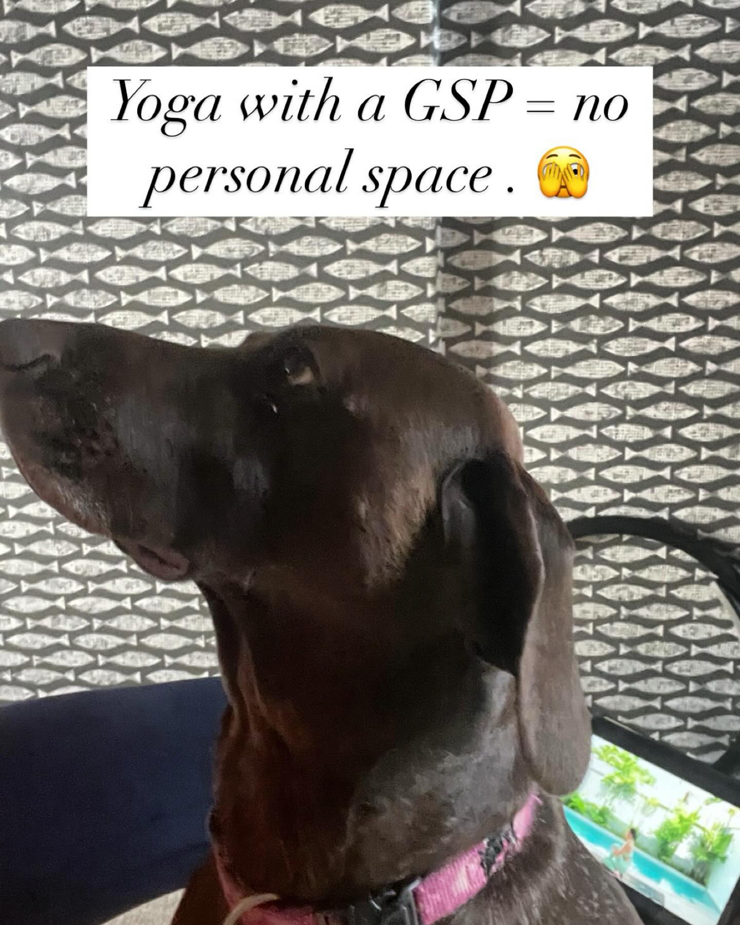 Caption:
Who needs a perfect studio when you’ve got a Pilates mat, a commitment to move, and the joyful chaos of a German Shorthaired Pointer? 🐾✨
Daily movement doesn’t require ideal conditions—it just takes consistency. Whether it’s a focused flow or a dog-inspired interruption, showing up for yourself is what counts.
Not only does regular movement strengthen your body, but the emotional boost of sharing it with your four-legged friend? Priceless. ❤️
So, embrace the wobbles (and the tail wags), because it’s all part of the journey to feeling your best. 🧘♀️🐕
#DailyMovement #PilatesWithDogs #GSPJoy #MovementIsMedicine #healthyhabits #wellness #healthcoach #cticoaching #midlifewomen #midlifefitness #midlifemovement #fitat50 #ageingwell #consistencyiskey #gspofinstagram #gspcommunity