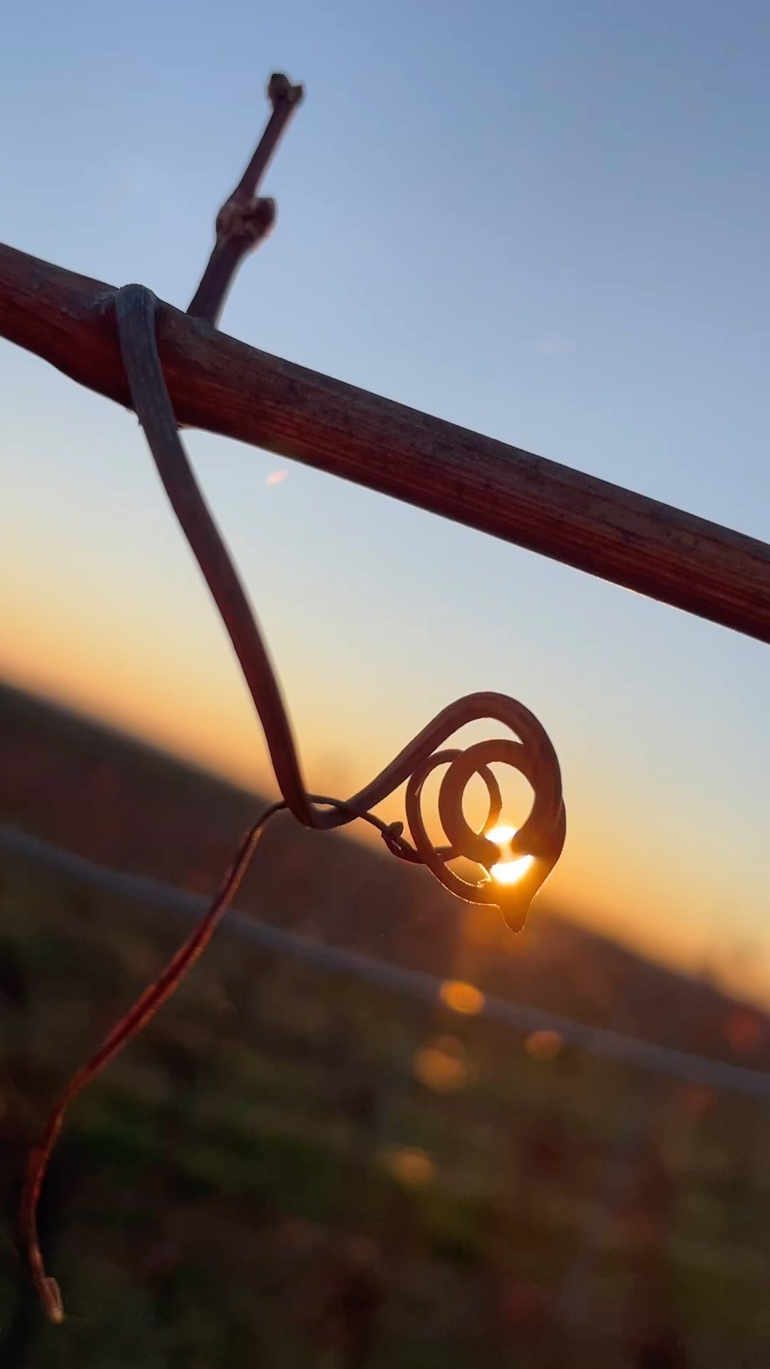 #sonnenuntergang #weingärten #sämling #winelovers #naturelovers