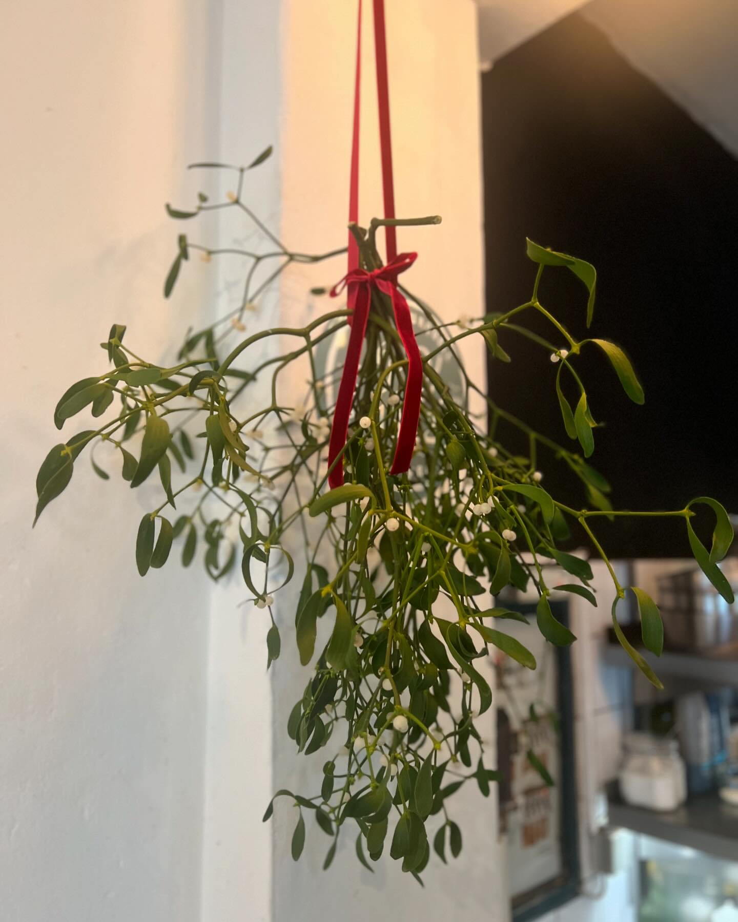 Meet us under the mistletoe 🎄
.
.
.
.
.
#mistletoe #christmasdecor #mädchenitaliener #alteschönhauser #italianrestaurant