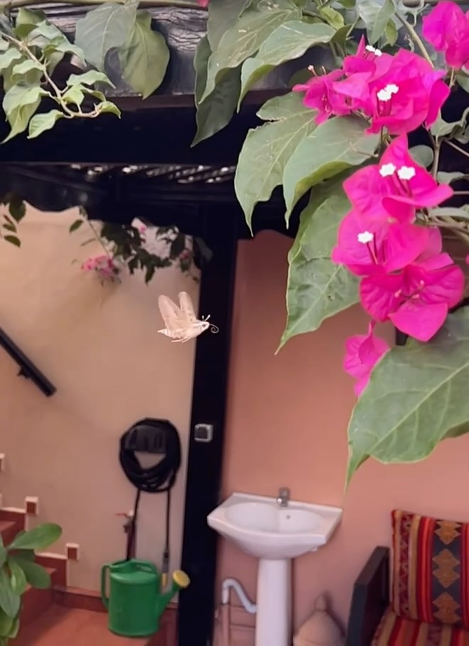 For sure I thought this was a hummingbird at first, but then… as it turned I realized it was actually a moth. Maybe a whitelined sphinx hummingbird moth? I will try to get a closer image or a good still. Anyone know this species? We are in Tagazout Morocco. Captured on IPhone in slow motion #hummingbirdhawkmoth #tagazout #moroccotravel