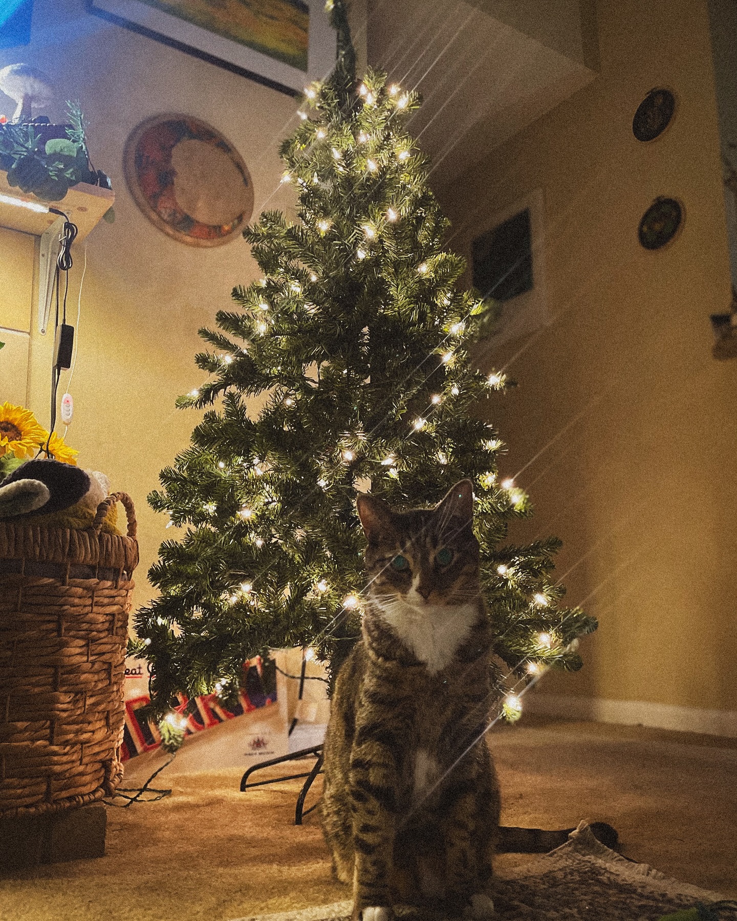 november camera roll drop 📸
lots of florals, lots of enjoying life with the fur babes✨
#smallbusinesssupport #artistsoninstagram