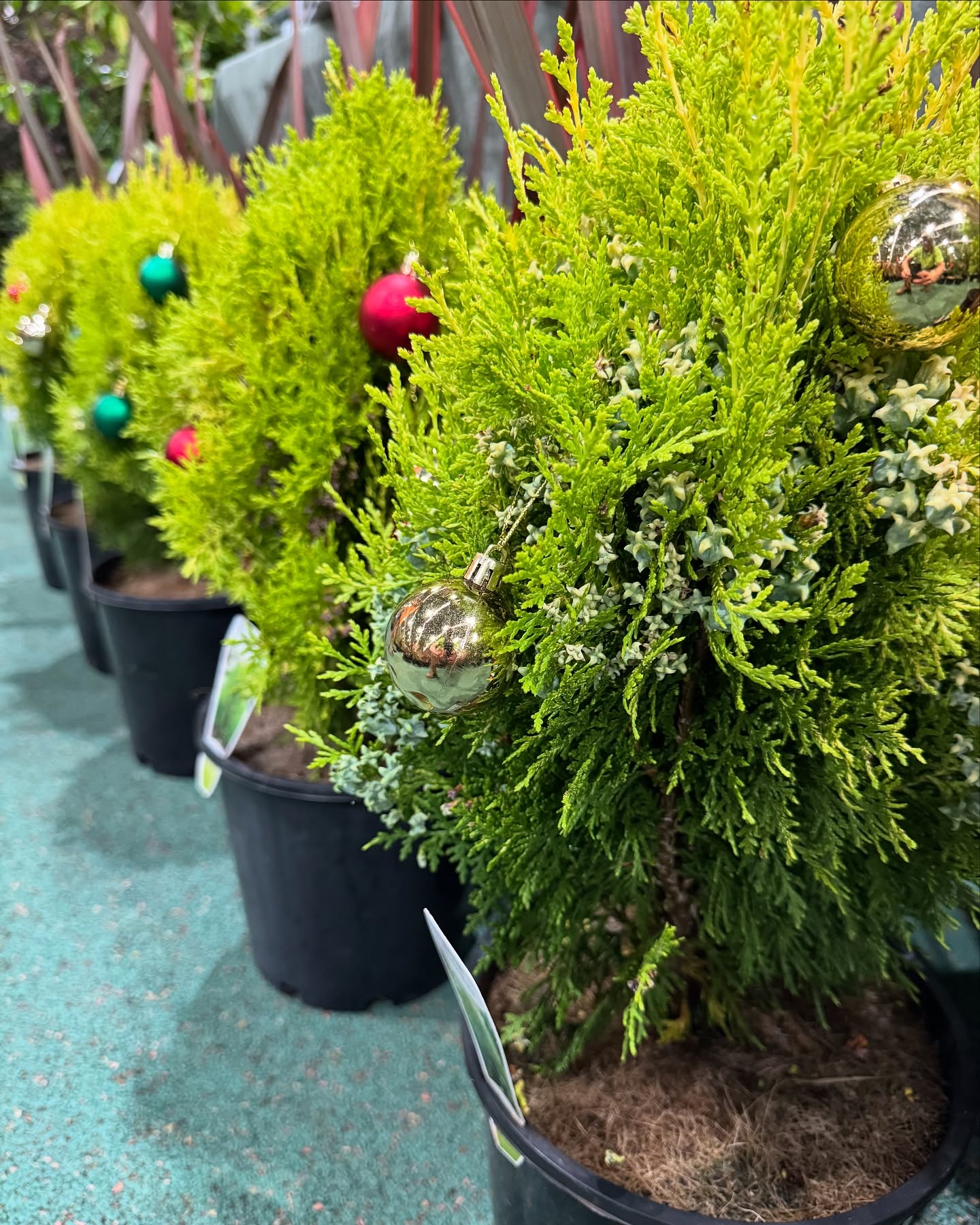 All set up and ready to rock at @ngivictoria December Trade Day! We’re feeling the Christmas spirit with our amazing selection of trees, hedges and ornamental grasses on display!
Come and say g’day 😊
.
.
.
.
.
#australianlandscaping #wholesalenursery #morningtonpeninsula #landscapedesignideas #ngivtradeday