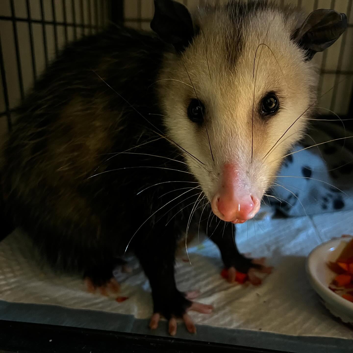 Opossums update!
Picture #1 & #2: On Sunday evening, WERC was notified of an opossum that had been on a fence for over 5 hours. This being abnormal behavior, staff went out to retrieve the opossum late Sunday evening. She was found to be missing a low canine tooth and had some fleas but otherwise in good shape. She is currently being treated for the ectoparasites and under observation for the next week to see if there is any other issues that present themselves. The first image is her in care enjoy some fresh veggies. The second image is her on the fence she was found on.
#3: A late season baby opossum that came in missing its guard fur. After some time consuming some extra nutritious food specialized for an opossum, he is now regrowing his guard hairs. Once he is a fully normally coated opossum, he will be ready for release.
#4: Group of young opossums that have been raised in our care getting ready for release!
Did you know for the year of 2024, WERC took in over 100 opossums in need of rehabilitation? That’s a lot of protein, veggies and fruit to feed out! Work unable to be done without the generous support of our community!
#werc #wildlife #opossums #marsupials #givingtuesday