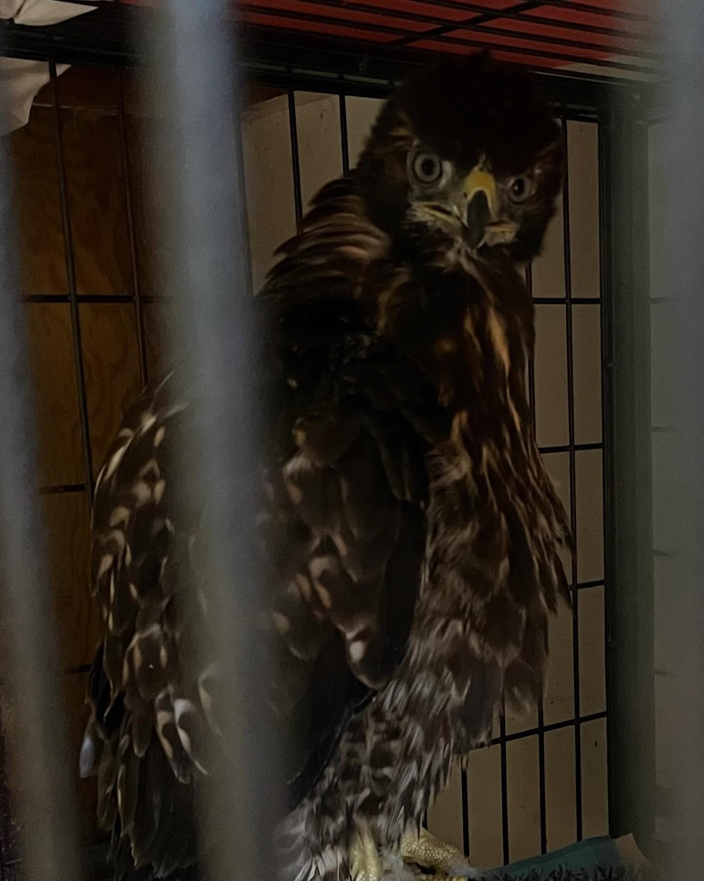 75 raptors made it through our clinic doors in 2024 so far. This ranged from young owls and hawks that fell from their nest before they were ready to injuries. A warning about the last photo in this series below:
The last photo in this series is one injury that stood out to us this year. We admitted juvenile Red Tailed Hawk that was not flying away when approached. When we examined the bird, we noticed a small entry wound where a pellet was found. Someone unfortunately made the decision to shoot this hawk because it was “not flying away”. What the person who shot the hawk didn’t know was the bird was just a baby who couldn’t fly yet. We are happy to report the hawk made a complete recovery and released back to a safe location.
#werc #wildlife #hawks #owls #raptors