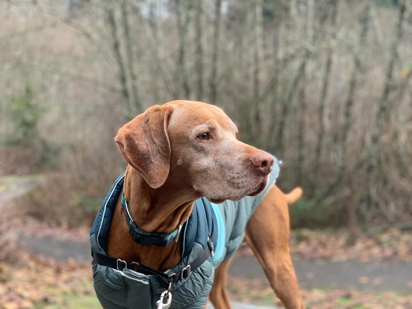 I’m late but Happy Birthday #captainthevizsla your my son and I love you so much and I want a hundred years and more with you in my life. Till the next one around the Sun. You make everything better and you’re so kind, silly, more and more let me know what you want. You have the biggest heart and love to have back scratches and you love going into town and smelling the fresh air and doing your own bath for walks and have loved that personality of you that comes out more and more every year. Love you Captain! My son.