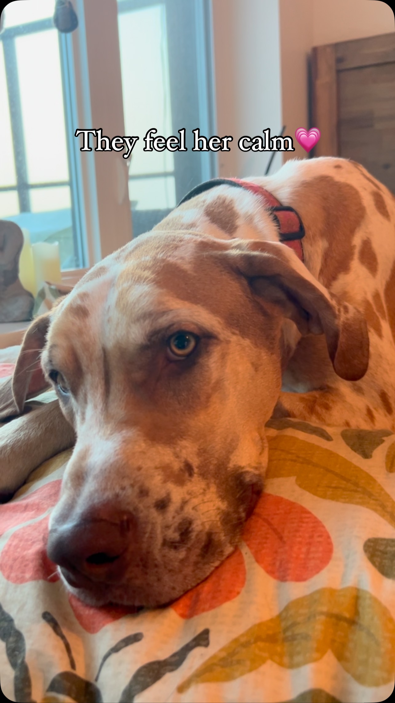 Beatrice is learning to be a therapy dog. She has begun her work with some children already and her deep breaths and calm body act as a regulator in our play therapy room. When big feelings come, she is there to pat, to breathe with or to just be. #registeredclinicalcounsellor #handstoheart #traumawisdom #polyvagaltheoryintherapy #bcchildrenshospital #playtherapy #familytraumahealing #greatdane #greatdanesofinstagram