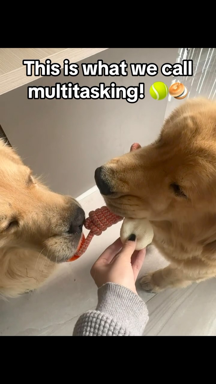 This is what we call multitasking: tug-of-war champion and foodie extraordinaire! 🎾➕🥯
#funnydog #dogmeme #instadog #dogoftheday #dogsofinstagram #puppylife #doglover #dogmom #puppymom #puppymom #cutedog #puppiesofinstagram