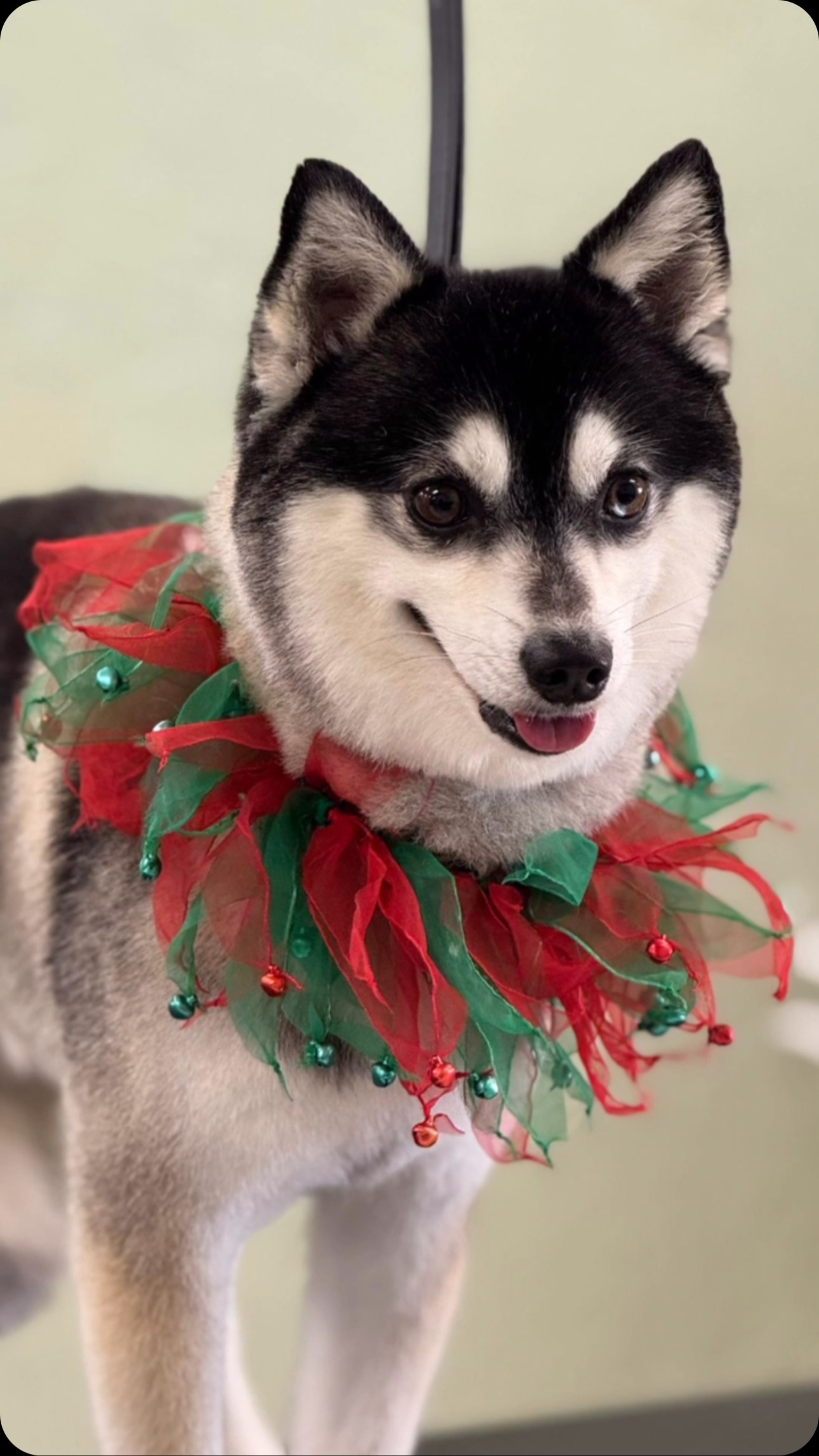 Its the best time of the year! The holiday spirit is in full swing. If you haven’t already done so please call and book your pets grooming appointments. We have a handful of Saturday spots available as well as some Monday spots. Have a great day everyone!!