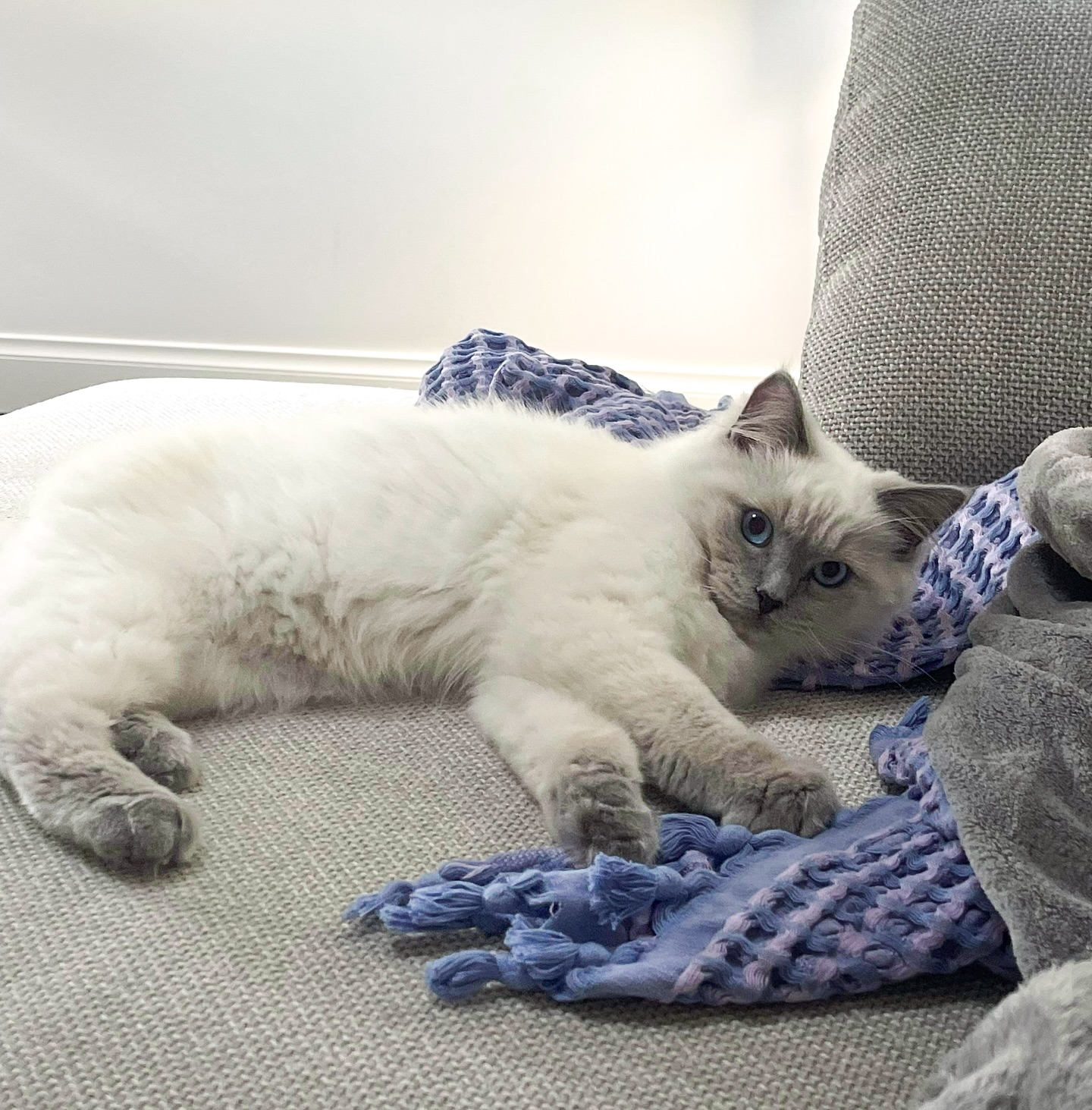 Bumi!!!! Handsome boy from one of our previous litters. We just love seeing pictures of our Purrsace babies! ✨ #floofoftheday
Purrsace Ragdoll Cattery ✨
Kittens available. DM us for details. ✨
GCCFV Registered breeder. Source number RB10973.
#ragdollsmelbourne #ragdolls #ragdoll #ragdolllove #ragdoll_feature #ragdollsofaustralia #ragdollkitty #ragdollcatsofinstagram #cats #cat #cute #raggiesofinstagram