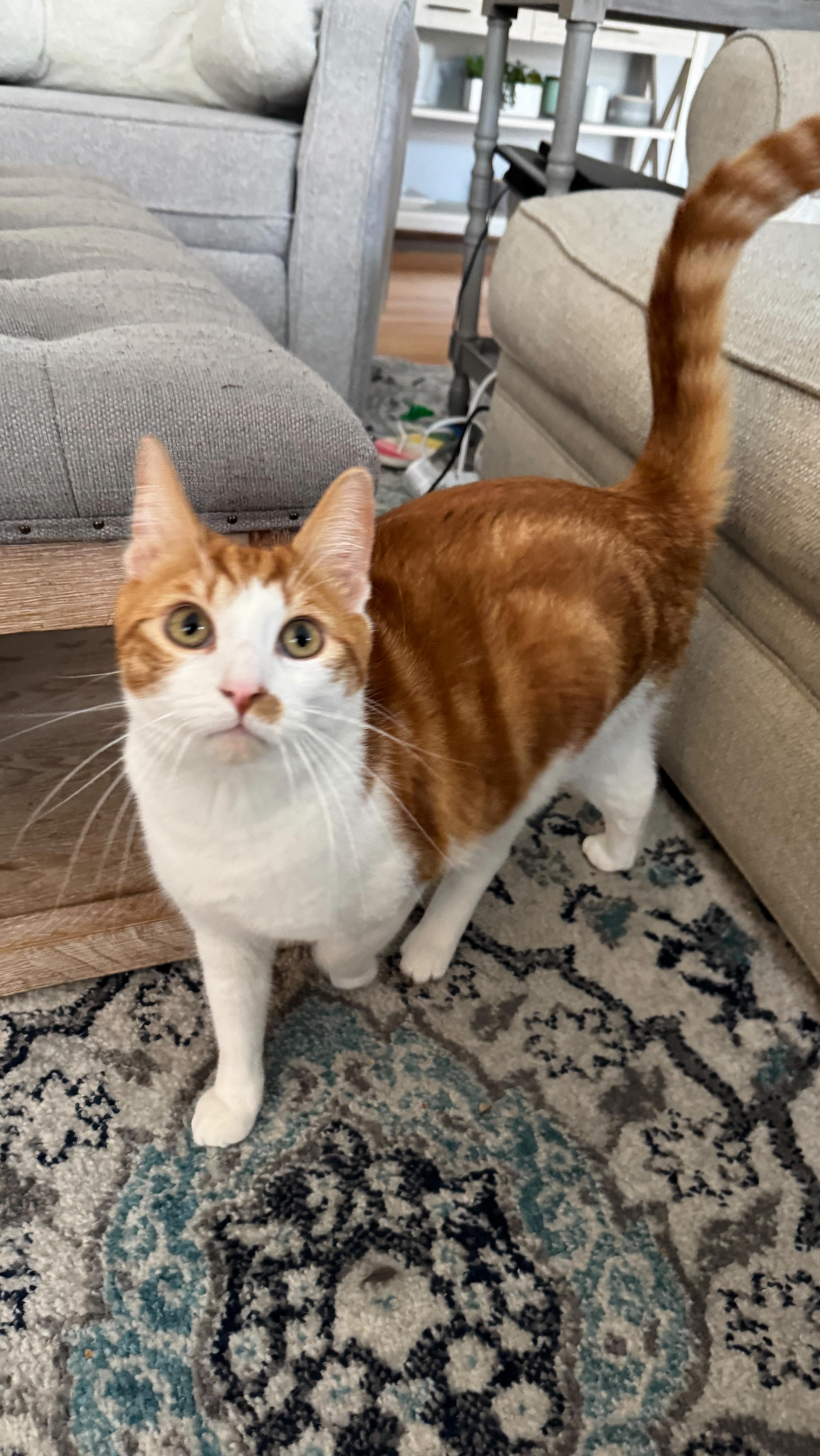 Just Loki over here battling those tail demons. 😂😂
#loki #catsofig #demons #wilmington #wilmingtondelaware #petsittersofdelaware #catsitting