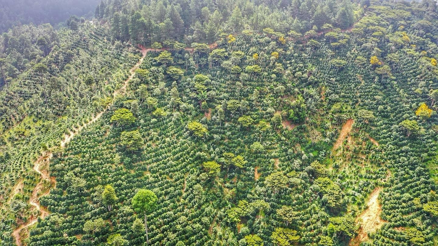Aerial view of our plot “El Palo de Rabo”
#coffee #coffeeestate #pacamara #geisha #sca #coffeeproducer #coffeefarm #coffeeislife☕️
