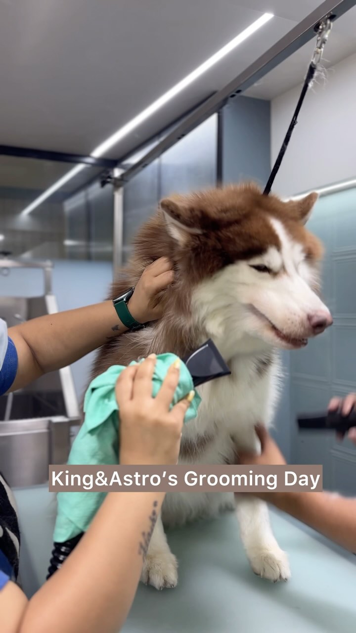 Winters+Husky bathing gives you indoor snow of your dreams😂🐶❤️
#petstudio #groomedatfurends#mumbaipetslovers #grooming #doggrooming #doggroomer #huskygrooming #huskylove #huskylovers