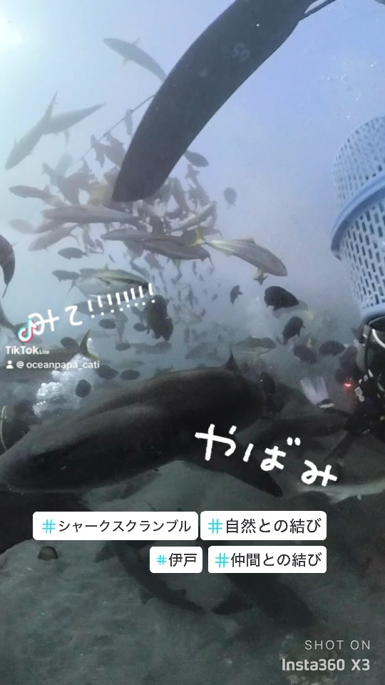 この青い地球が喜びに満ちた世界になりますように✨
子ども達に笑顔が溢れますように😊✨
#ブルーオリナ
#playwithearth
#地球と遊ぼう
#海は最強のパワースポット