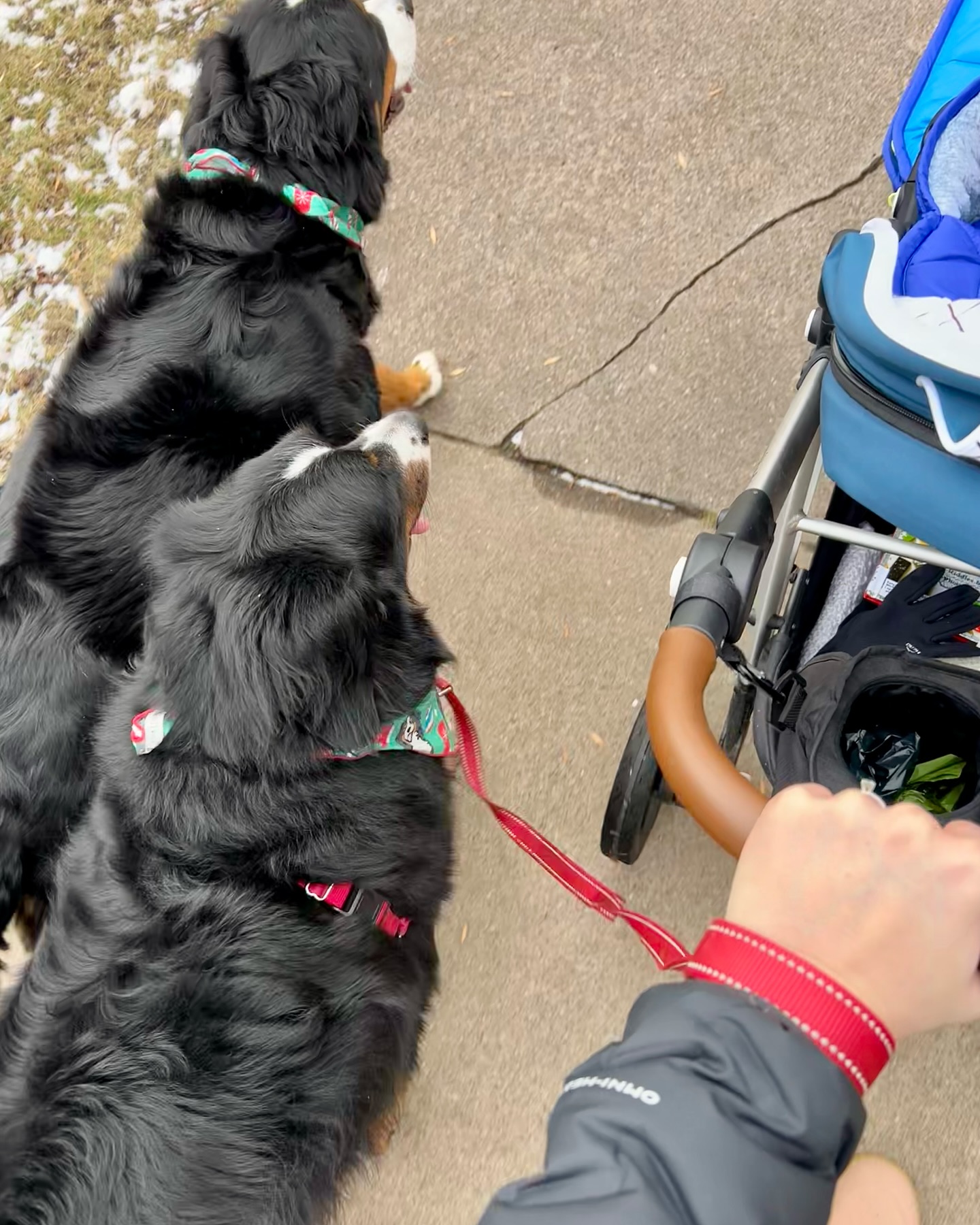 We take up the whole sidewalk 😂
Bert and Ernie are getting good at walking next to the stroller! We had a nice family walk today by Minnehaha Creek and enjoyed a not-too-cold day after an awfully blustery and chilly stretch!
Have a good weekend, friends ❤️💙