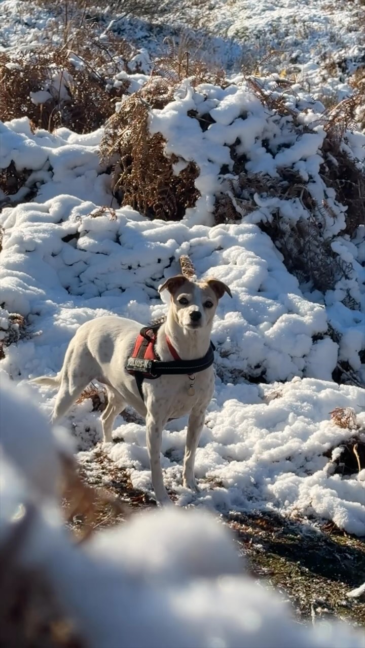 Dog in snow