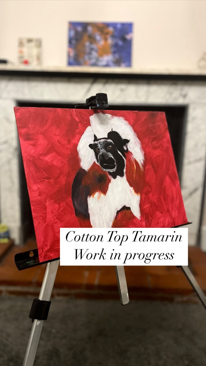 Cotton Top Tamarin on its way 🤩
#cottontoptamarin #workinprogress