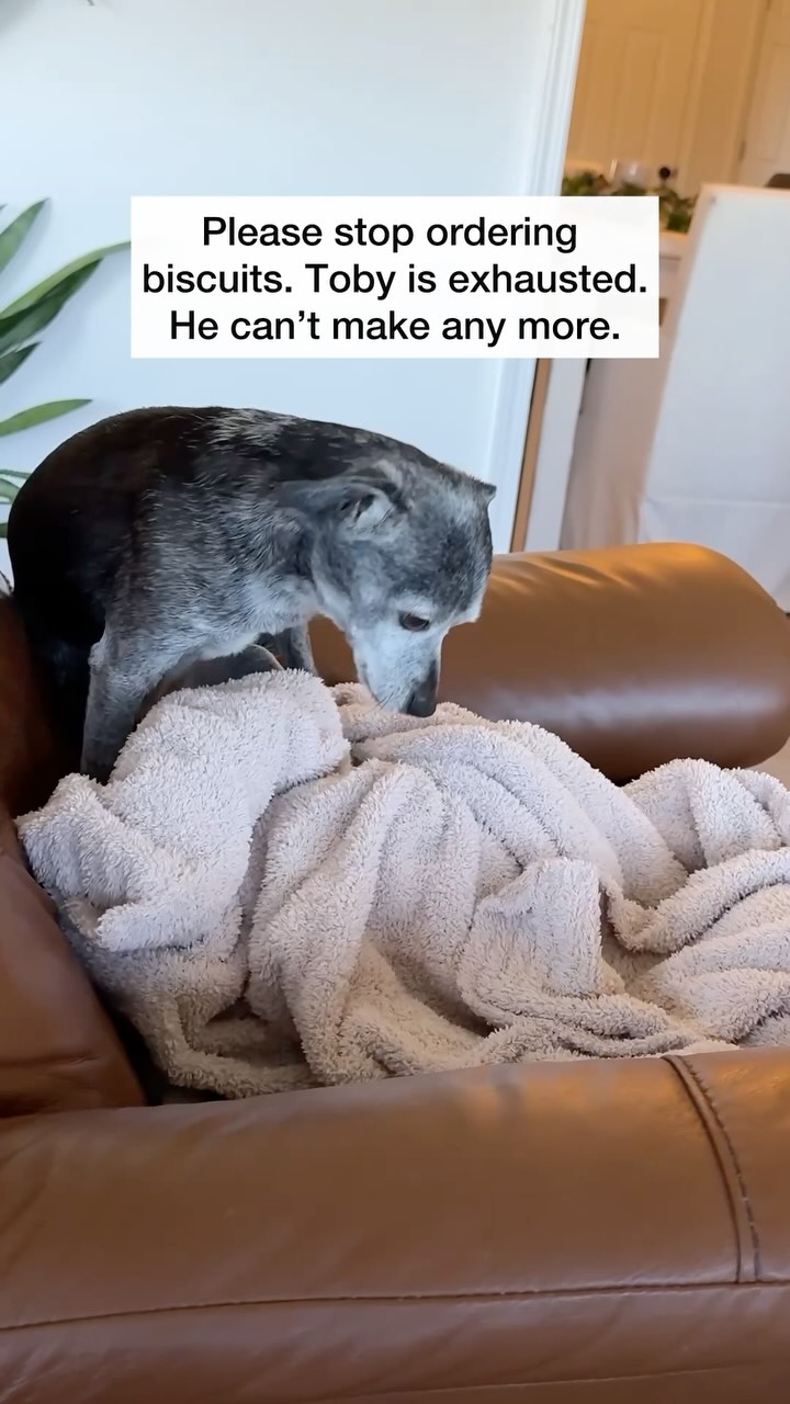 It looks a lot easier on the British baking show.
#funnydogs #seniordog #makingbiscuits