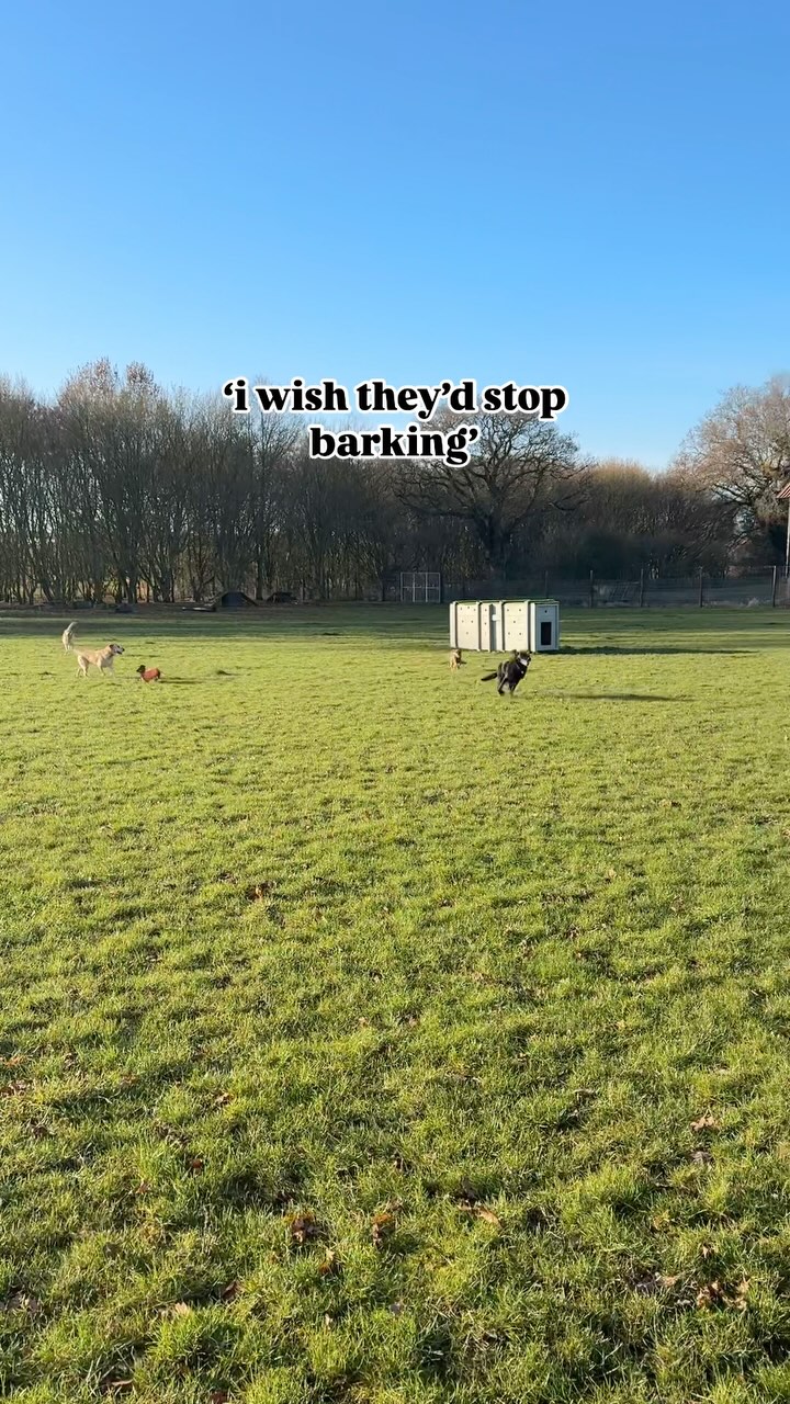 why wouldn’t you want to see a dog enjoying themselves to the fullest?.
.
.
#dog_features #dogsofinstaworld #dogs_of_instagram #dogoftheday #dogsofinstagram #dogstagram #doglover #dog #dogs #doggy #doggo #doge #doggies #doggie #cute #dogwalker #dogwalking #norwichdogwalker #dogwalkernorwich #norwich #norfolk #dogpark #borderterrier #labrador