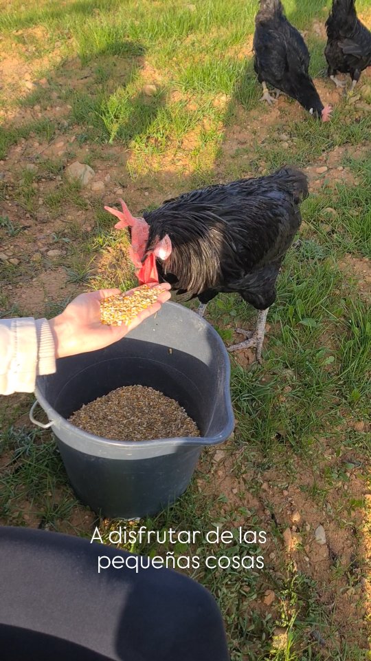 Volver a conectar con la naturaleza y pararnos a disfrutar de los pequeños detalles que nos rodean. Cuando vives en el campo, todo va a otro ritmo.
#vidarural #huevosecologicosmurcia #gallinamurciana #gallinacastellananegra #razaautoctona