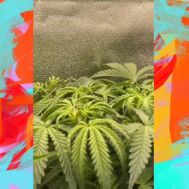 Watermelon x Zkittlez Auto - filmed by the wonderful @dreipflanzen a beloved member of our team. 🌠
Hand selected strains in Germany,
------> www.KushKiez.com <-----
@wun__two
@gabigamusic