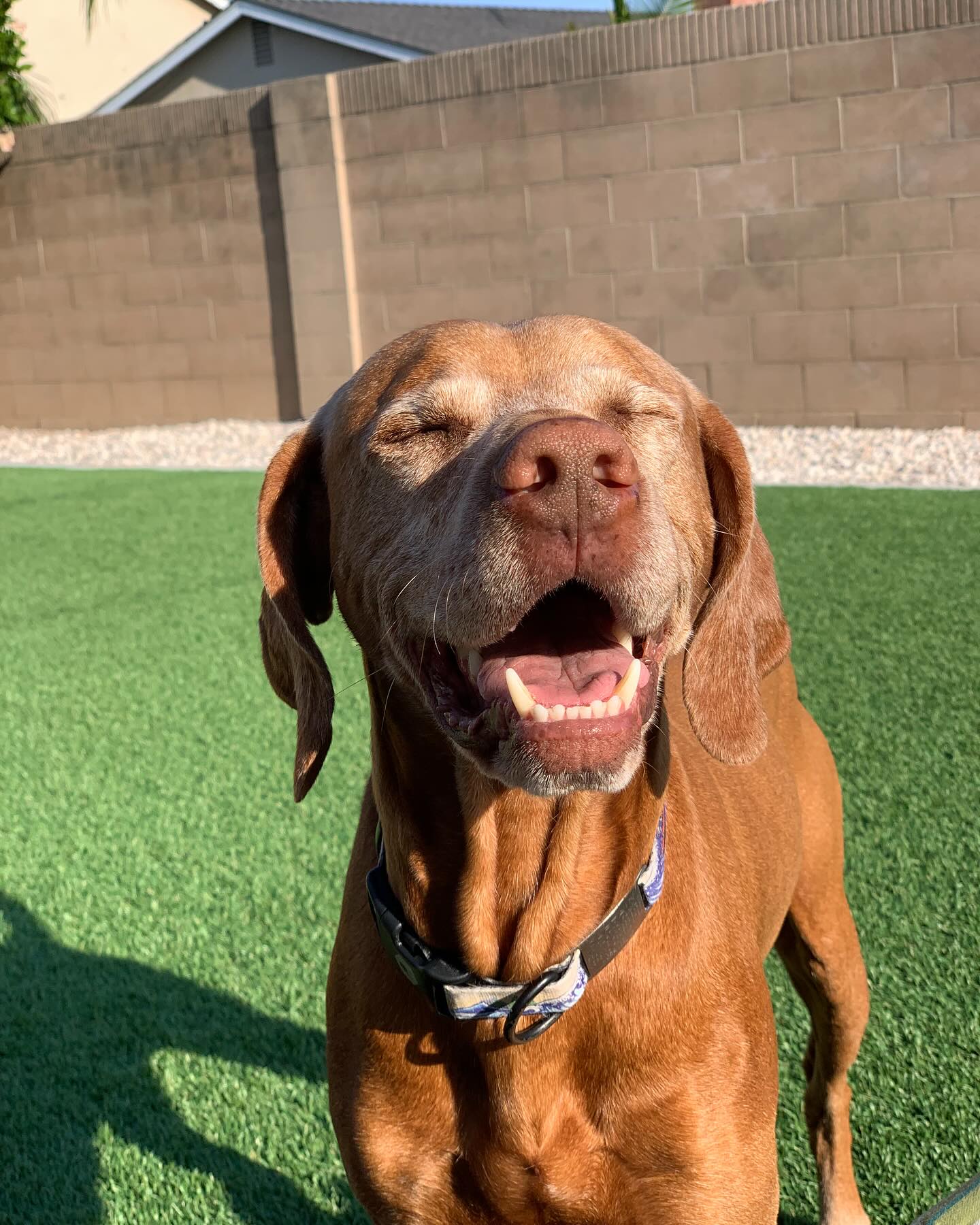 I’m late but Happy Birthday #captainthevizsla your my son and I love you so much and I want a hundred years and more with you in my life. Till the next one around the Sun. You make everything better and you’re so kind, silly, more and more let me know what you want. You have the biggest heart and love to have back scratches and you love going into town and smelling the fresh air and doing your own bath for walks and have loved that personality of you that comes out more and more every year. Love you Captain! My son.