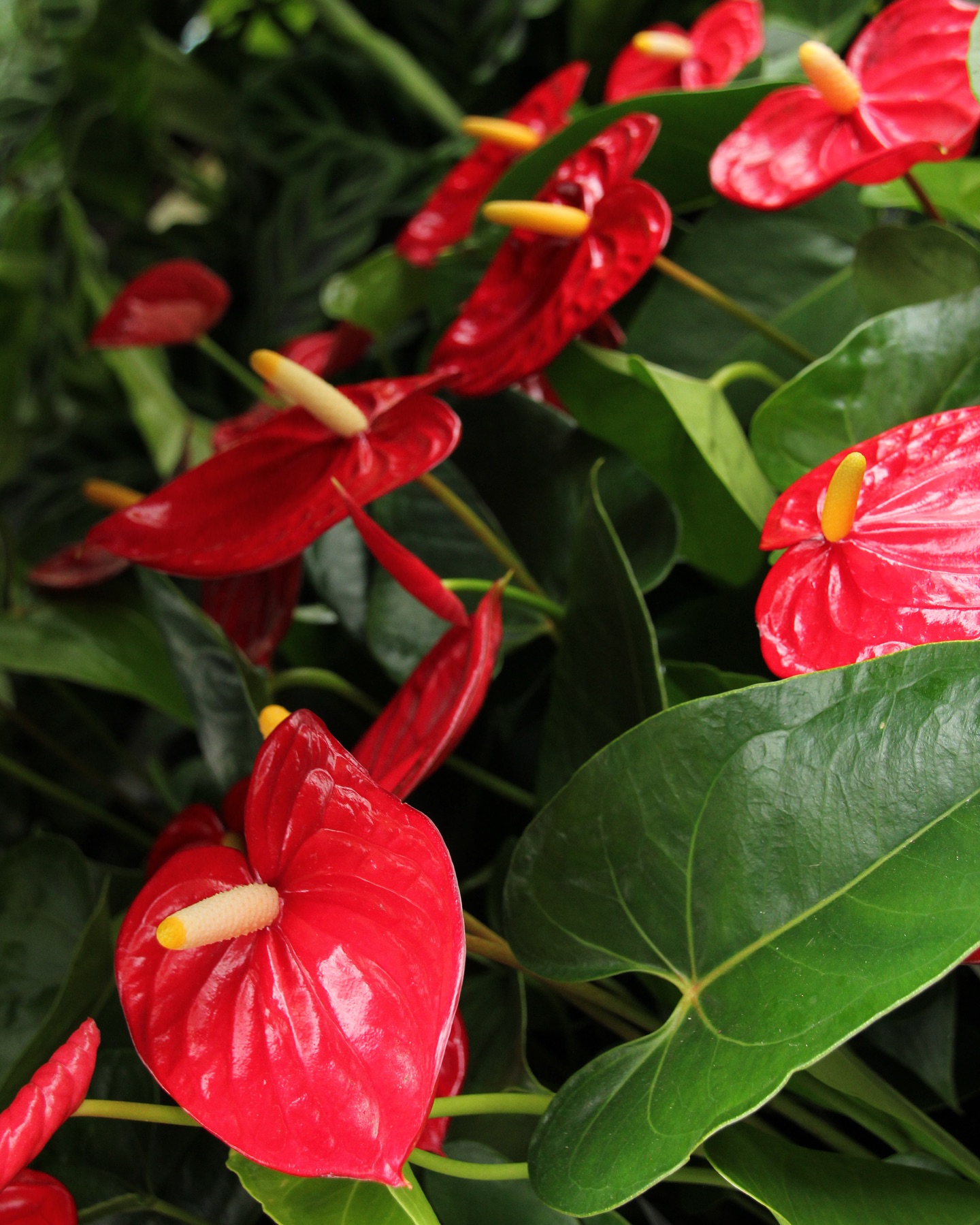 Some of our favourite colourful indoor varieties are back in stock including a stunning collection of Anthuriums, Alocasias, Calatheas & Homalomenas 🍭
Short supply on a few of these species so best get in quick to avoid missing out.
We’re here for you all weekend 😊🌱
#lygonstreet #nursery #brunswick #shoplocal #anthurium #alocasia #calathea #homalomena