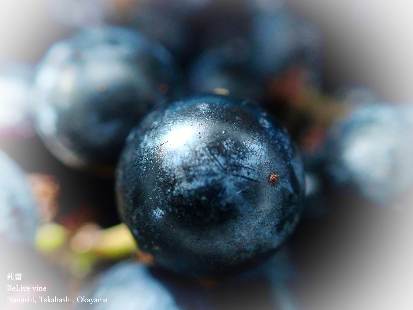 _l’action des bactéries lactiques
今日で恐らく今年の参加出来る最後の仕込みでした。1年目の研修は、ほぼ全ての工程を実際にやらせてもらえて、身体を通して流れを掴めた、そんな年でした。日々ずーっと痛感したのは、いいブドウをつくらなきゃならないってこと。とかく健康で、風味も味わいもその品種の持つポテンシャルが最も引き出されているような、そんな状態のぶどうを目指していかなきゃならないと、そのためにやれることを全てやっていきたいと頭では分かっていたけど、身体を通して本当によく分かりました。たくさん素敵な人に出会えて、温もりに触れられて、本当に感謝感謝です。冬は土作り、環境づくり、やりたいことが無限にあります。
Today was probably the last winemaking session I could participate in this year. During this first year of training, I was given the opportunity to experience almost every stage of the process, allowing me to grasp the overall flow through hands-on experience. What I felt deeply every single day was the importance of growing excellent grapes.
I need to aim for grapes that are not only healthy but also bring out the full potential of their variety in terms of flavor and taste. Although I had always understood this in my mind, going through the process physically made me truly realize it.
I’m incredibly grateful for all the wonderful people I’ve met and the warmth I’ve felt along the way. This winter, I’ll focus on soil preparation and creating the right environment. There are endless things I want to accomplish.
【莉蕾|ReLive vine】
岡山県高梁市でぶどう農家をしている @itsuki_ll が、ワインの風景を歩んでいく日々を記録。現在樹齢と研修一年目。蕾から美しい花実が生まれるように、いつの日か、この日々が、ワインやその先の風景に繋がっていくようにという祈りを込めて「莉蕾(りらい)」と名付けた。
ReLive vine with @itsuki_ll documents the daily life of a grape farmer in Takahashi City, Okayama, Japan, as they walk alongside wine. Currently in the first year of both vine age and training, the hope is to one day create grapes and wines that evoke the memory of the landscape. With a prayer that this will eventually lead to an unrecognizable landscape, the endeavor was named "ReLive vine".
#ワイン #農家 #醸造 #ぶどう #農業 #自然 #秋田犬 #甲斐犬 #岡山 #日本の風景 #Wine #Winemaking #Grapes #Farming #Nature #Akita #KaiKen #JapaneseLandscape #Vin #Vinification #Raisin #Agriculture #ChienAkita #ChienKai
