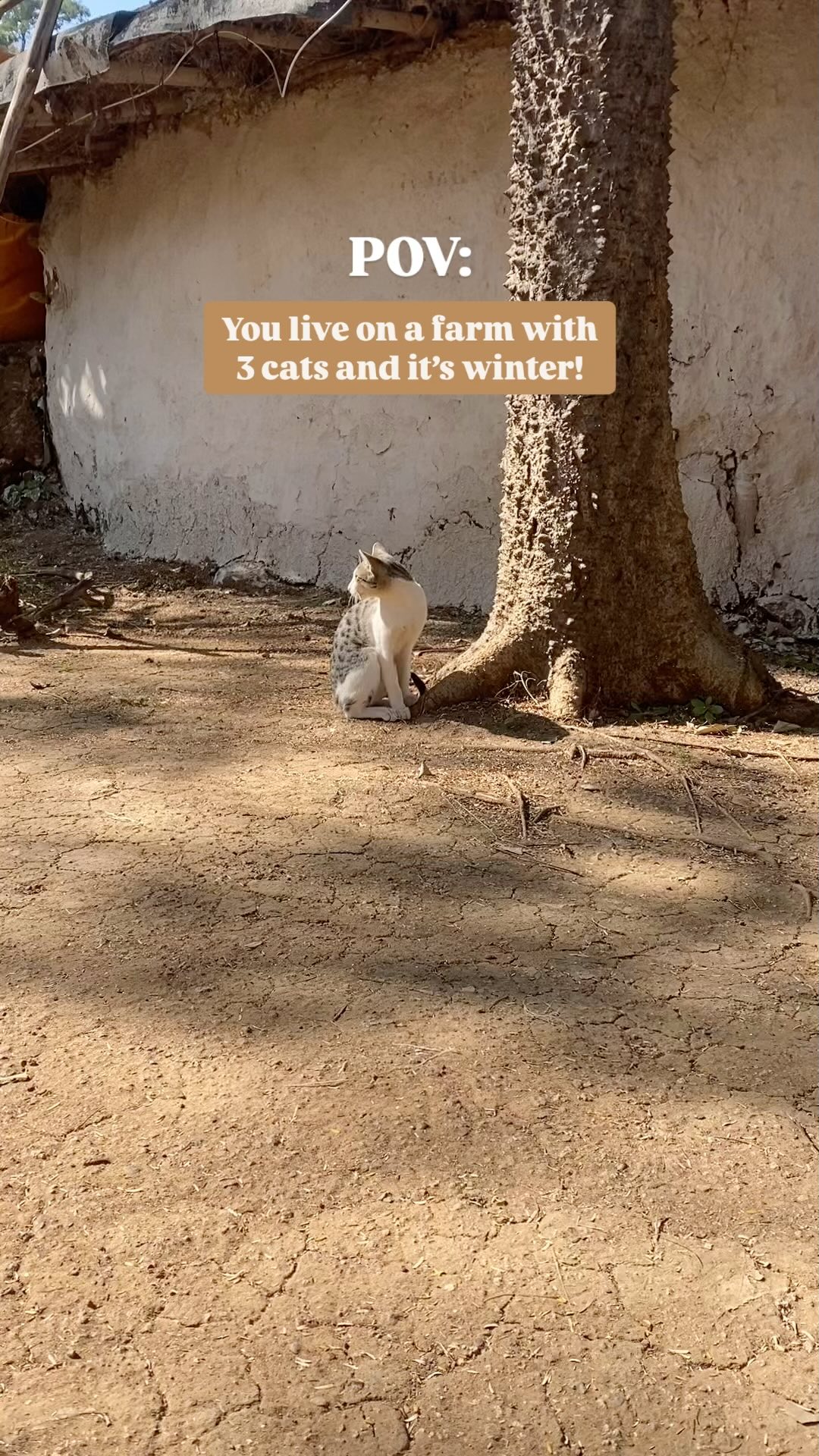 The moodforest fam is certainly growing 🌱
.
.
Come join us for this New Year’s Bio Happiness Camp 🎉
Dates : 29th December - 1st January 2025
.
.
Limited seats available.
#NewYear #ForestFasting #Biohappiness #Wellness #Nature #FarmLife #LivingonLand #Wellbeing #forestbathing #shinrinyoku