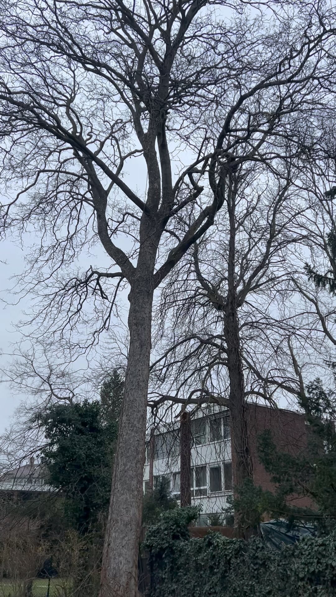 Mission accomplished! 💪✨
Removing dead wood and trimming branches to prevent future damage.
#treecare #healthynature #notchequipment #dmm #roperunner