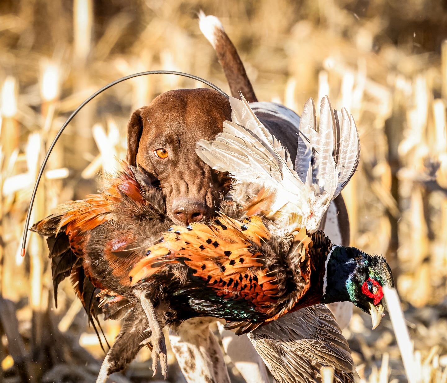 God Bless Gun Dogs
#gundog #gundogsofinstagram #pheasant #gspoftheday #gsp #gspofinstagram #germanshorthairedpointer #birddogoftheday @birddogoftheday @gundogphotooftheday