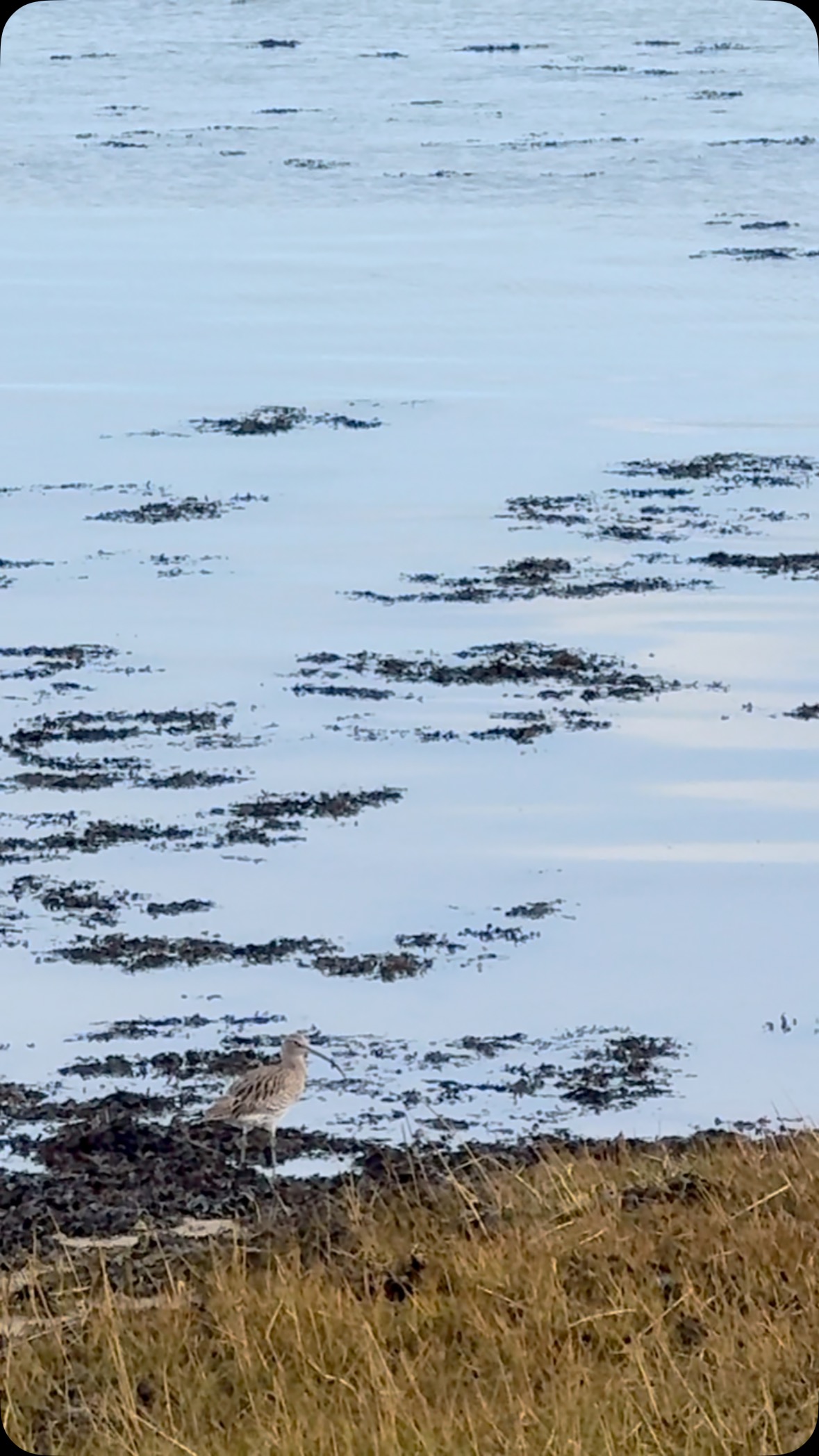 Such a beautiful Curlew, not 100 metres from Eastern Road into Portsmouth. Isn’t nature amazing!
#langstoneharbour #curlew #nature #wildlife